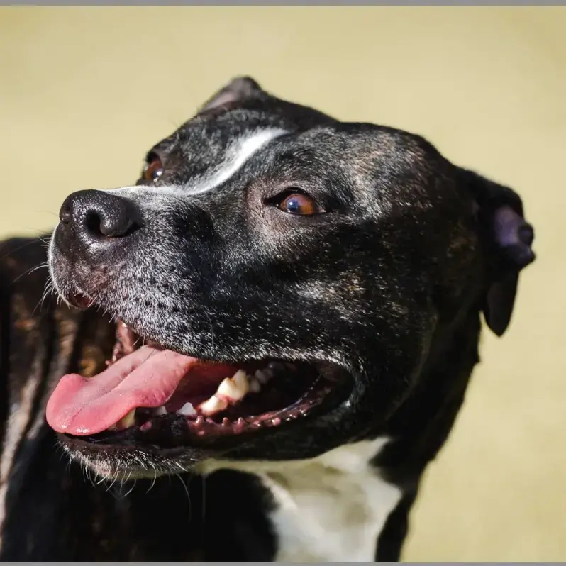 Staffordshire Bull Terrier