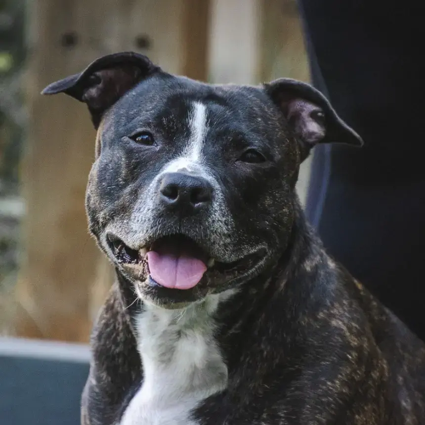 Staffordshire Bull Terrier