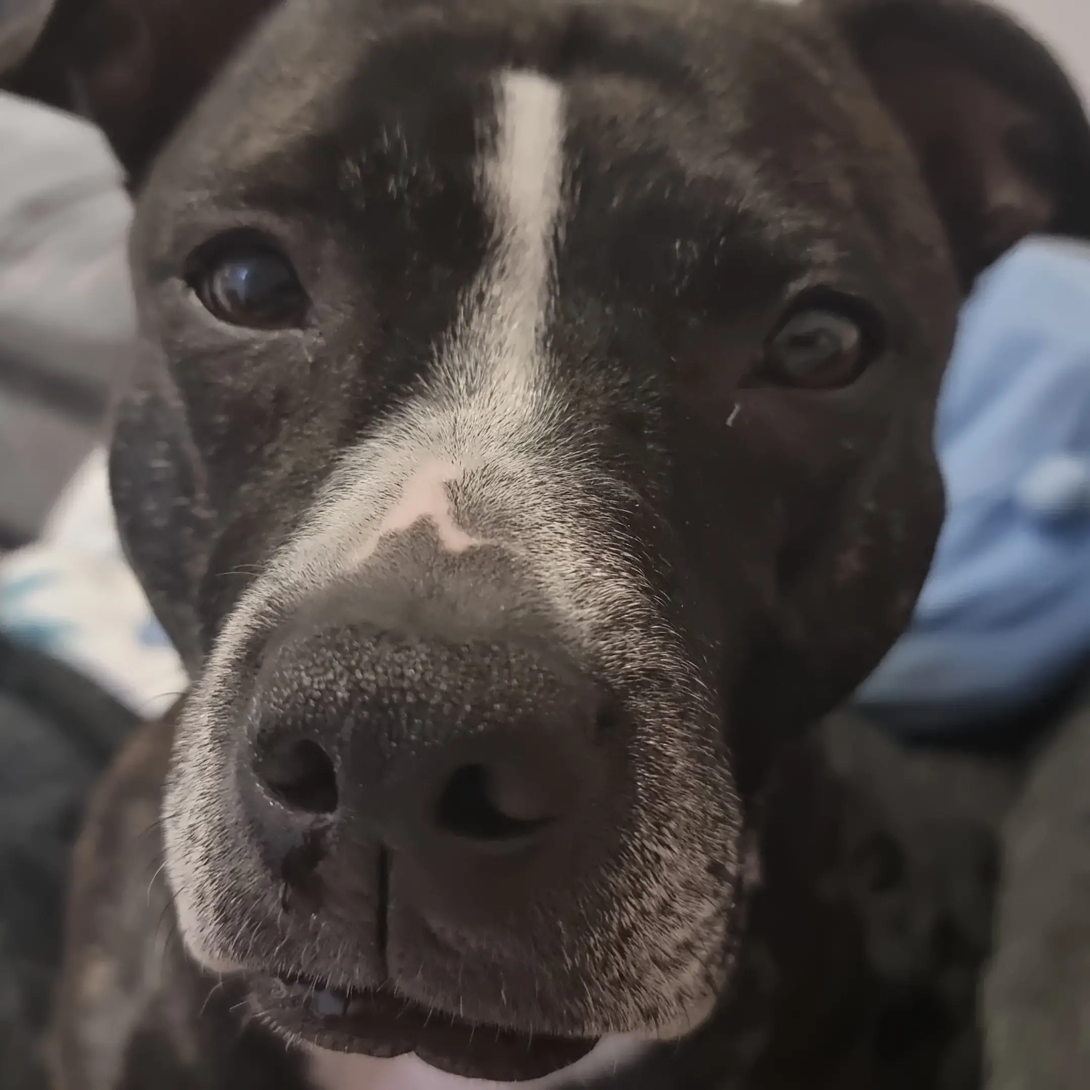 Staffordshire Bull Terrier