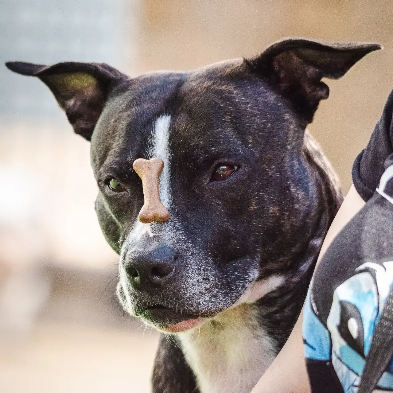 Staffordshire Bull Terrier