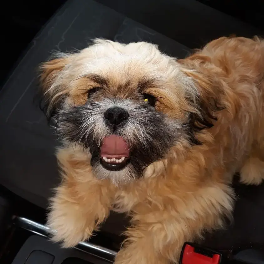Shih Tzu