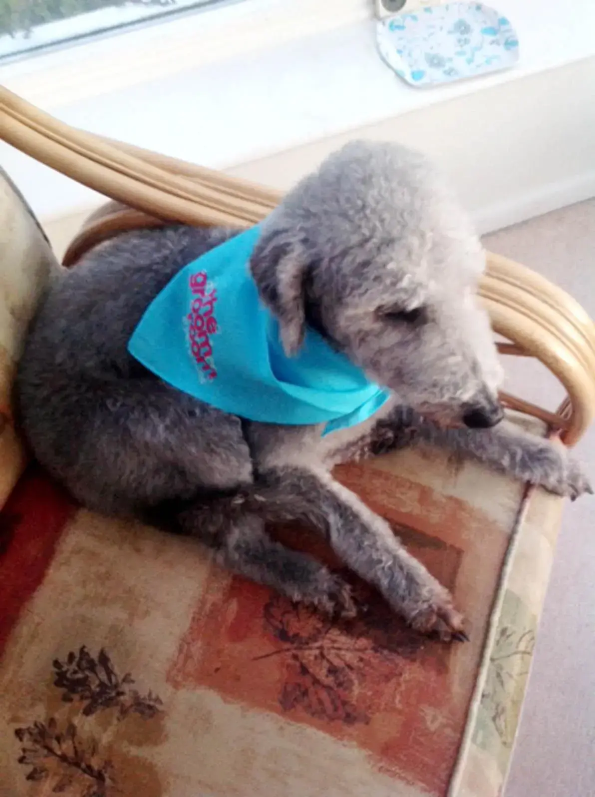 Bedlington Terrier
