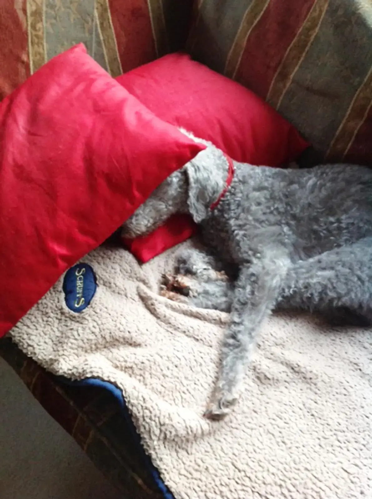 Bedlington Terrier