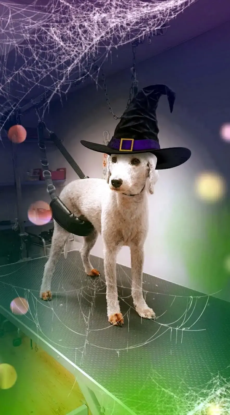 Bedlington Terrier