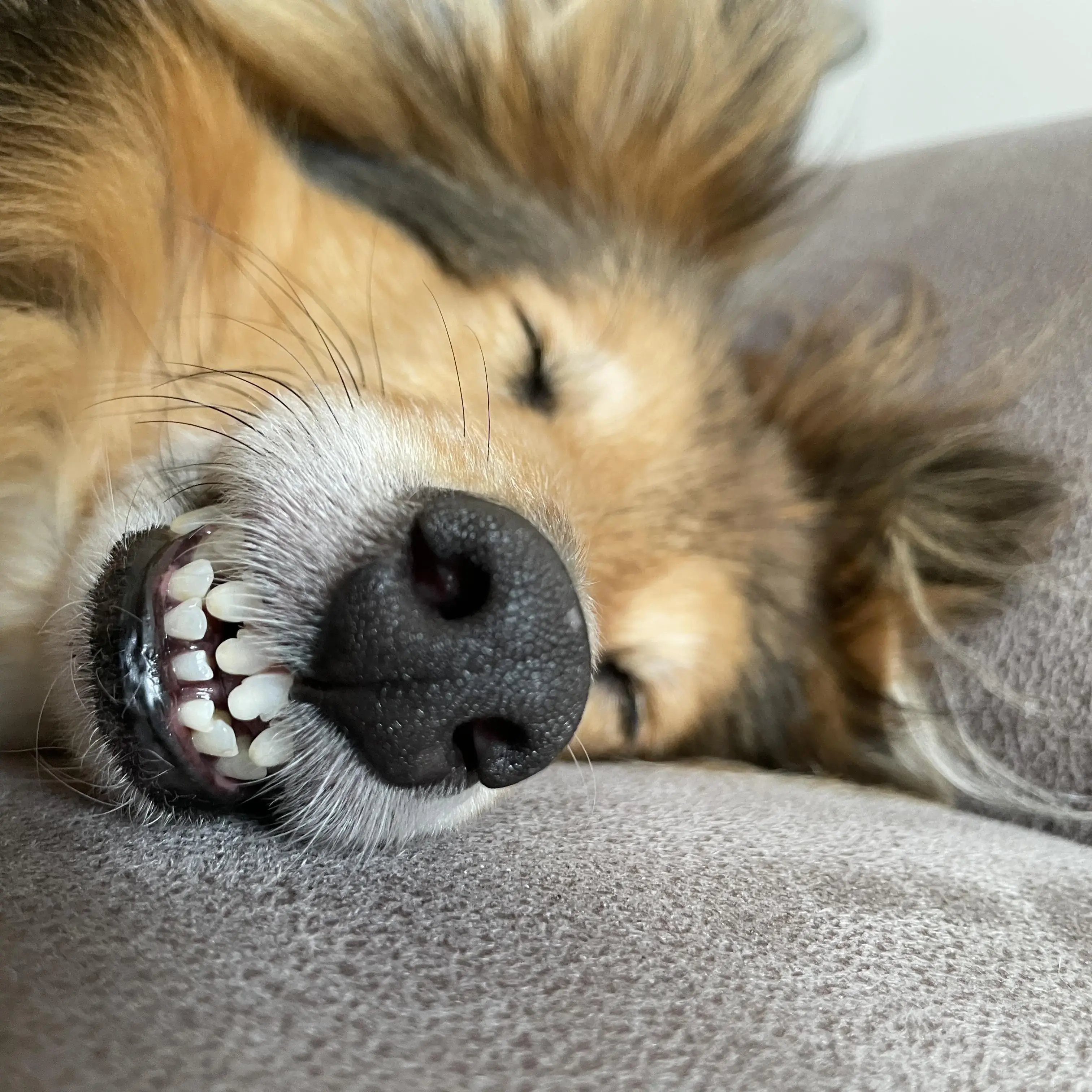 Shetland Sheepdog