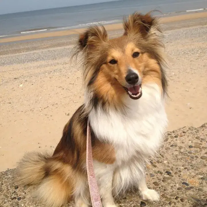 Shetland Sheepdog