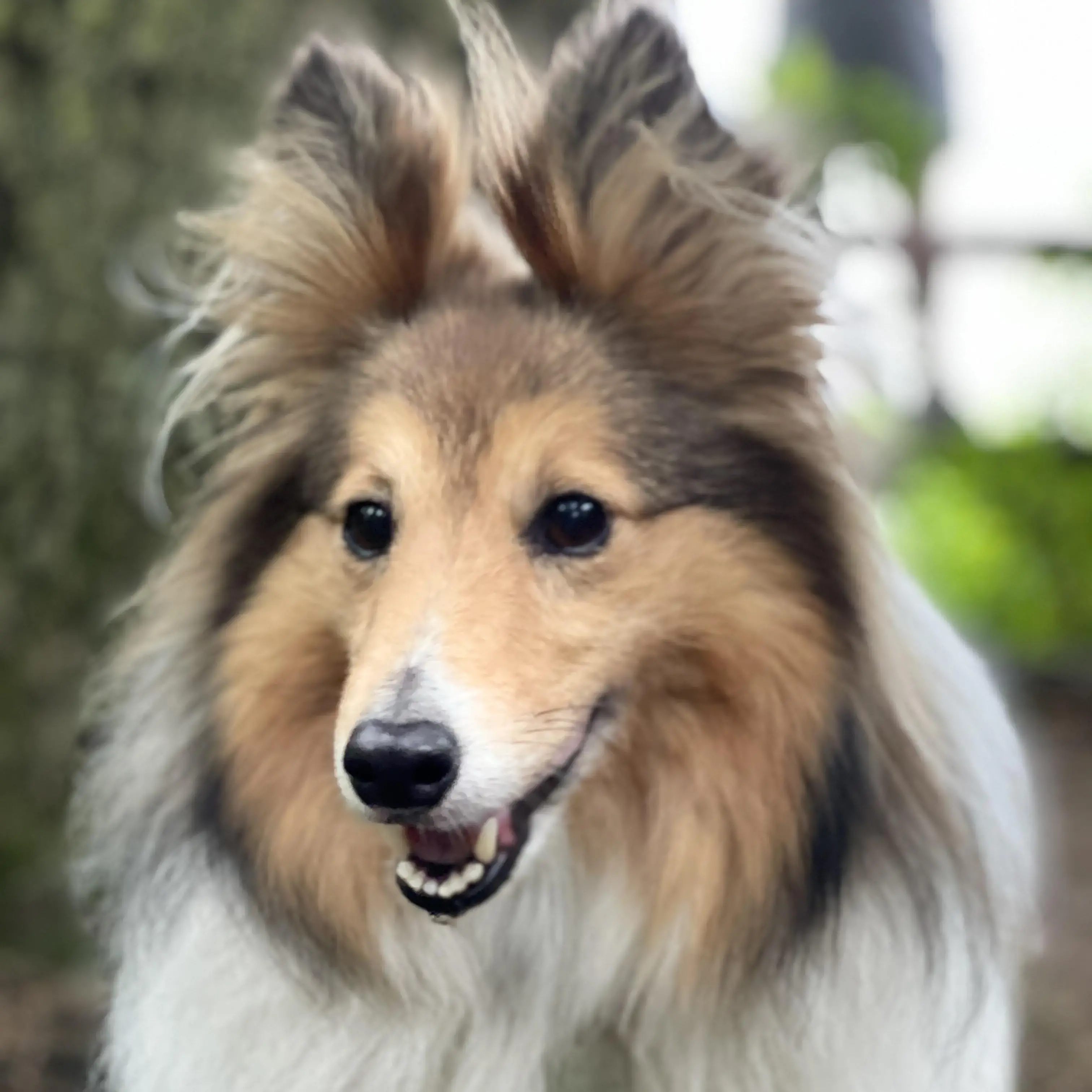 Shetland Sheepdog