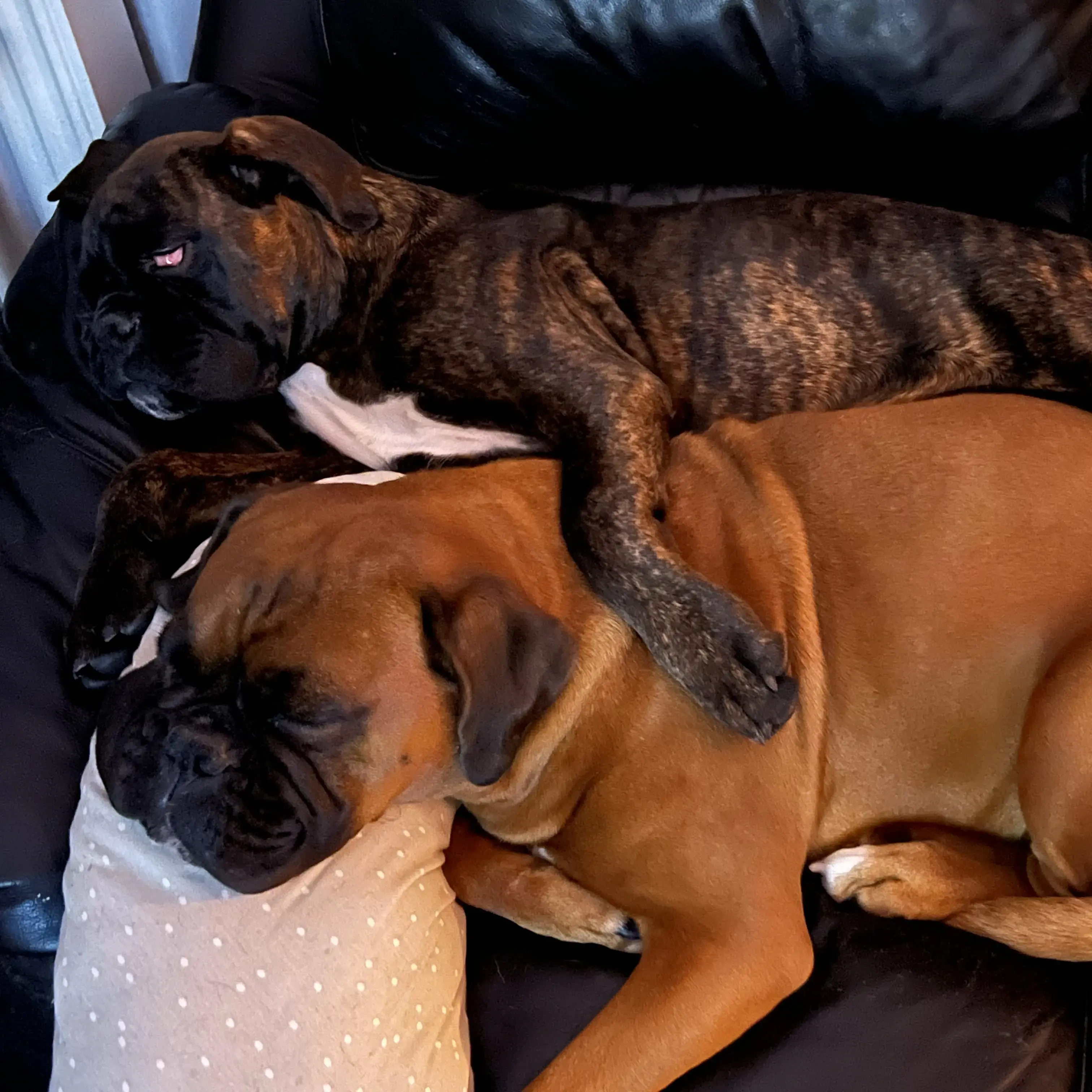 Boxer