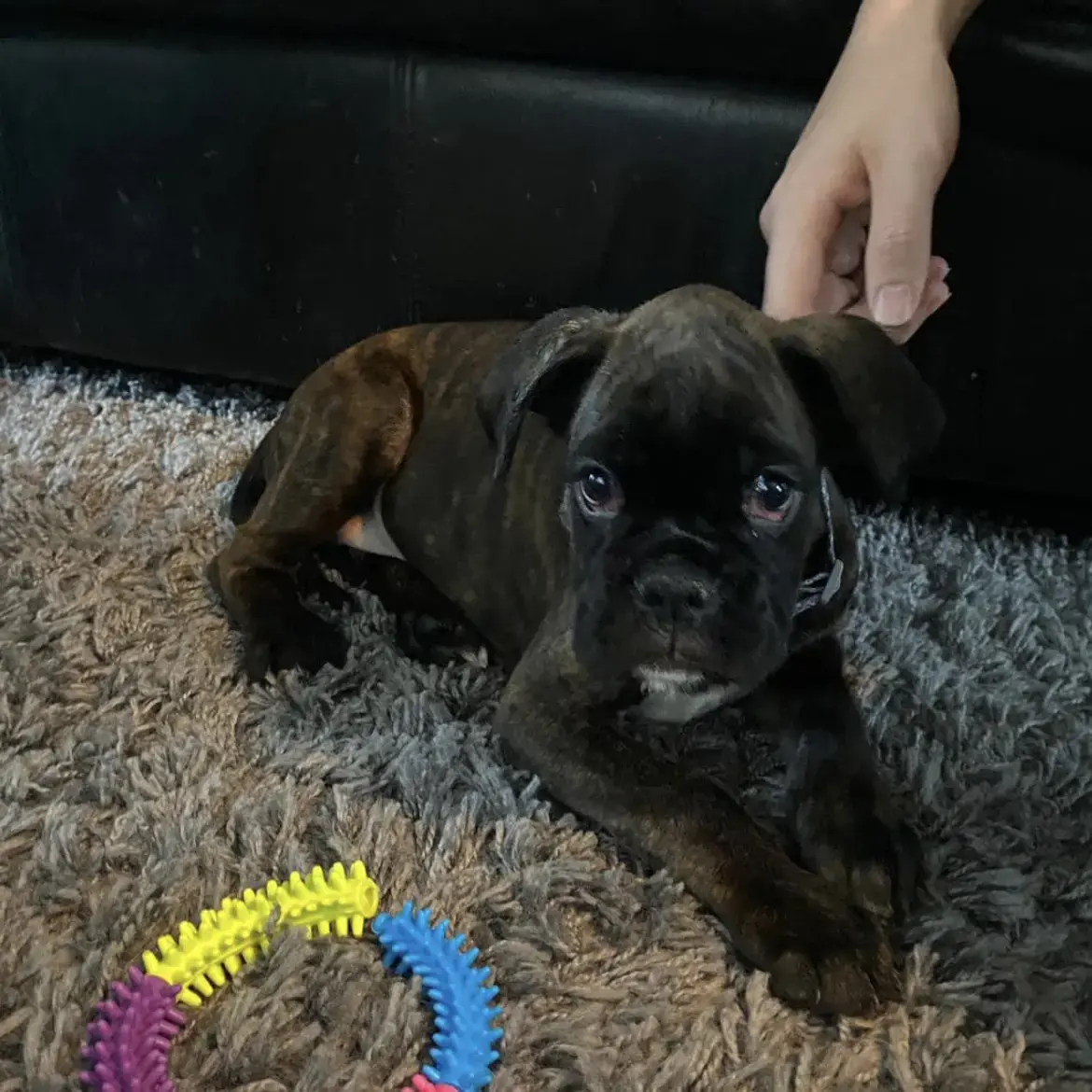 Boxer