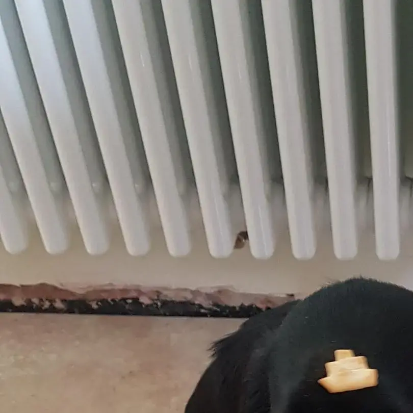 Cocker Spaniel (English)