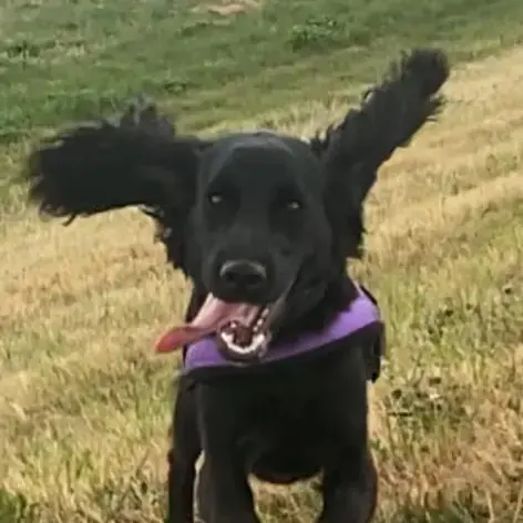 Cocker Spaniel (English)