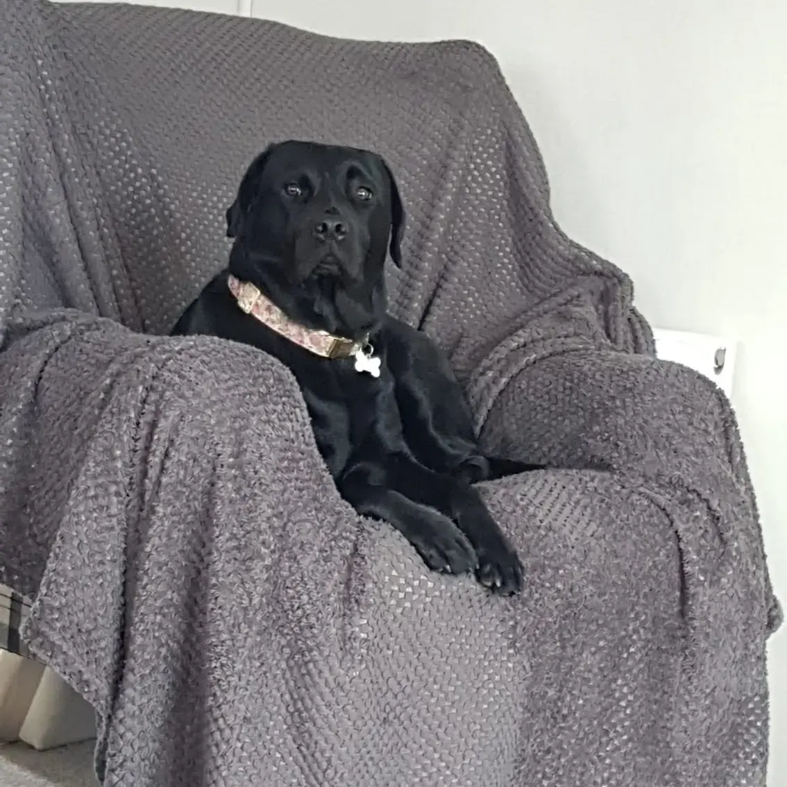Labrador Retriever