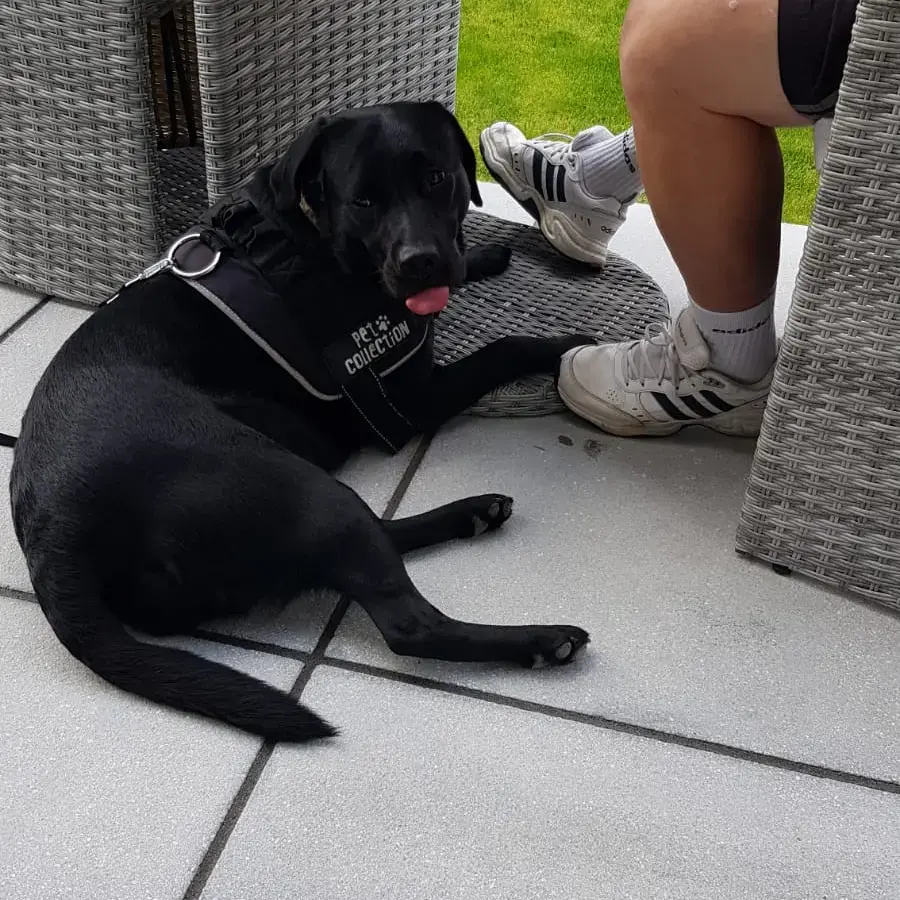 Labrador Retriever