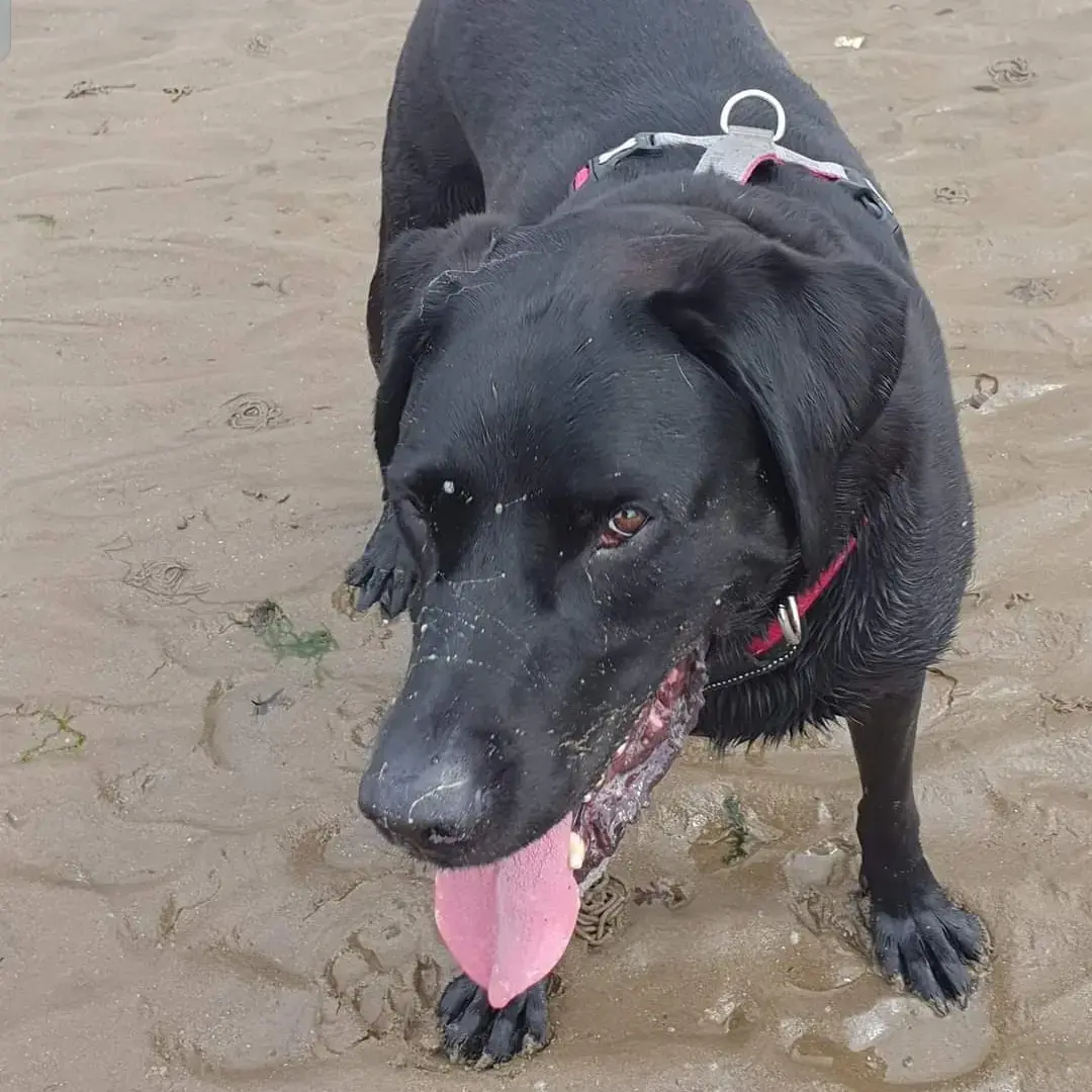 Labrador Retriever