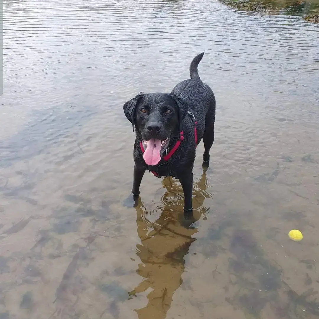 Labrador Retriever
