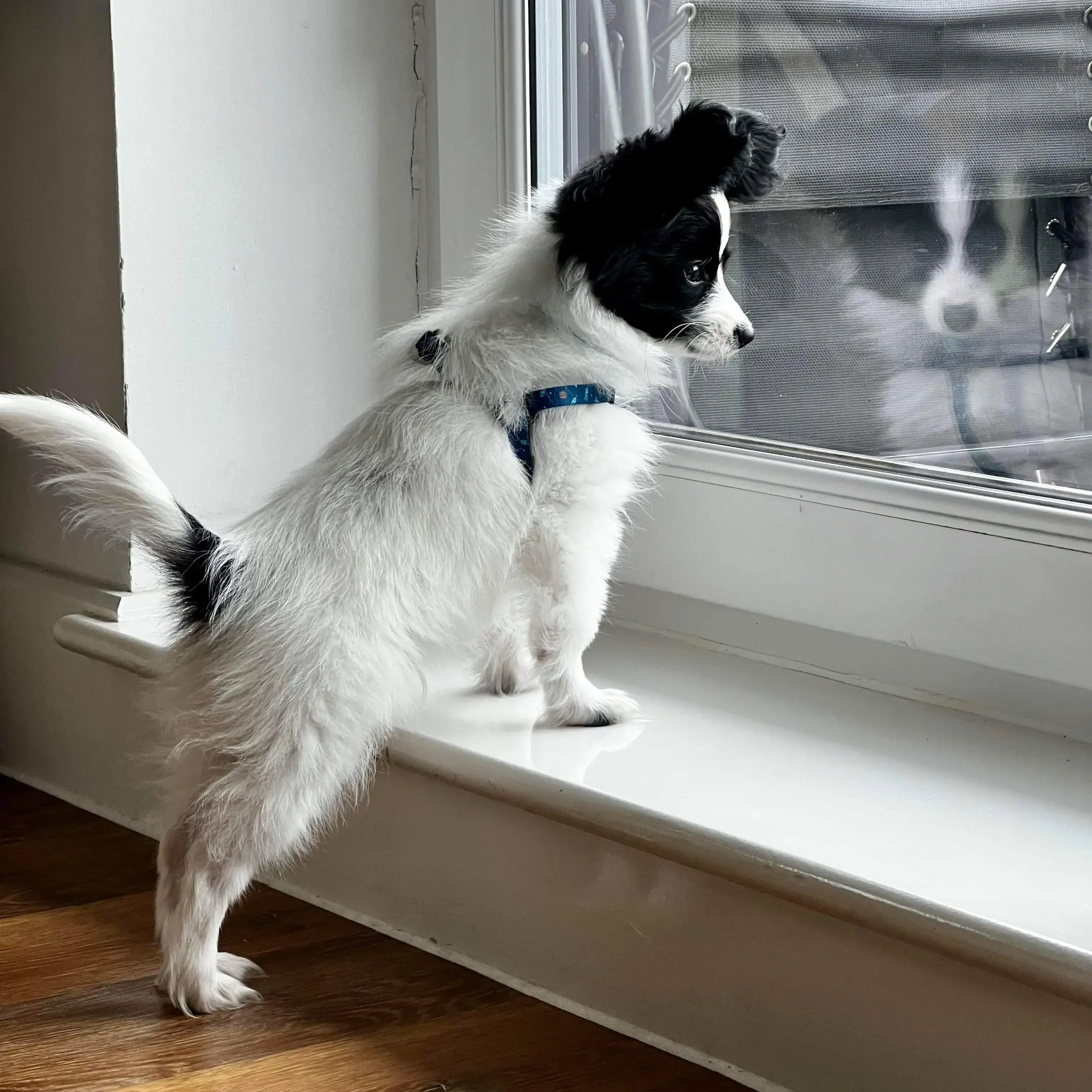 Papillon