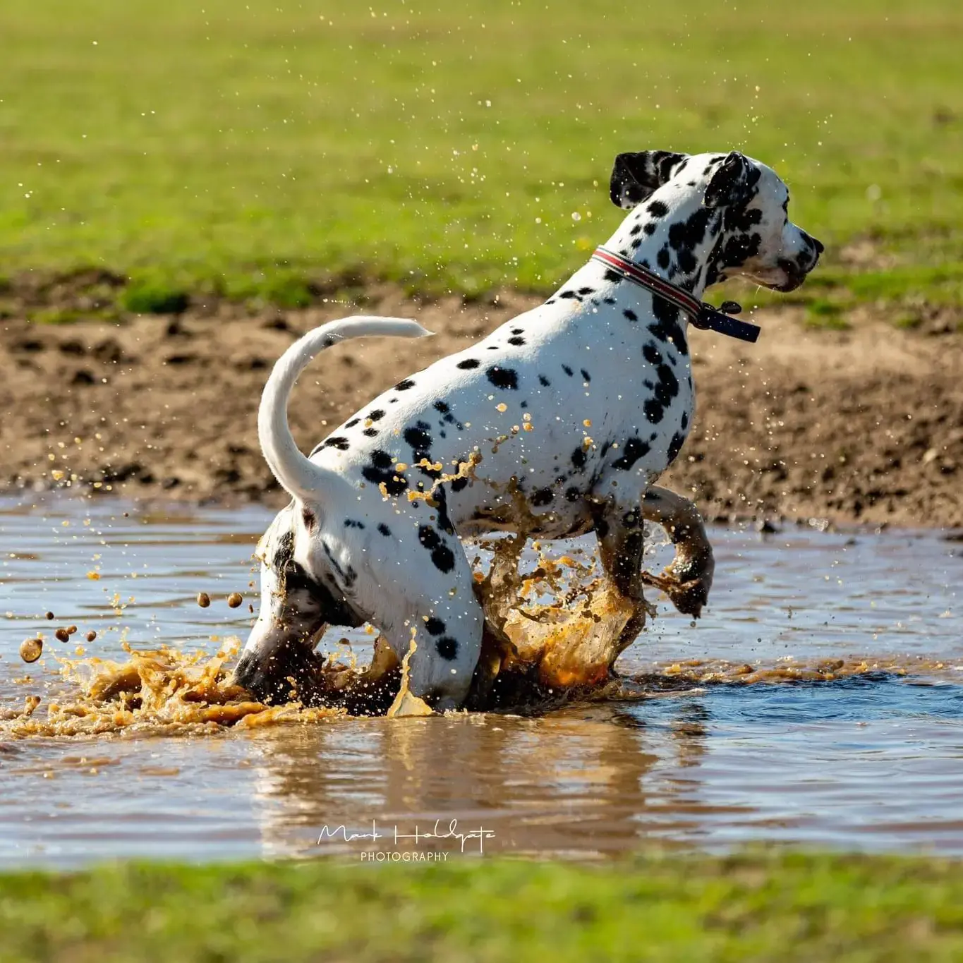 Dalmatian