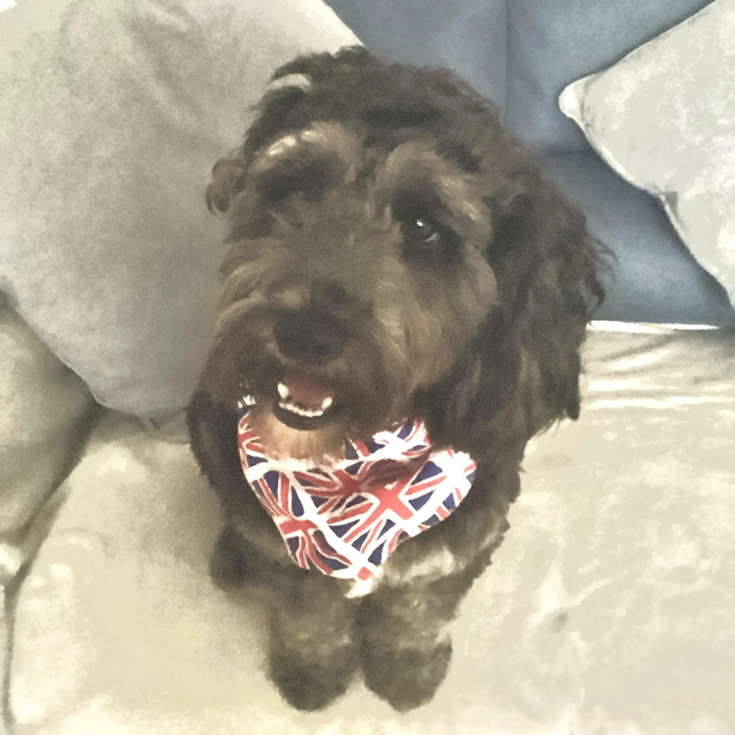 Cockapoo