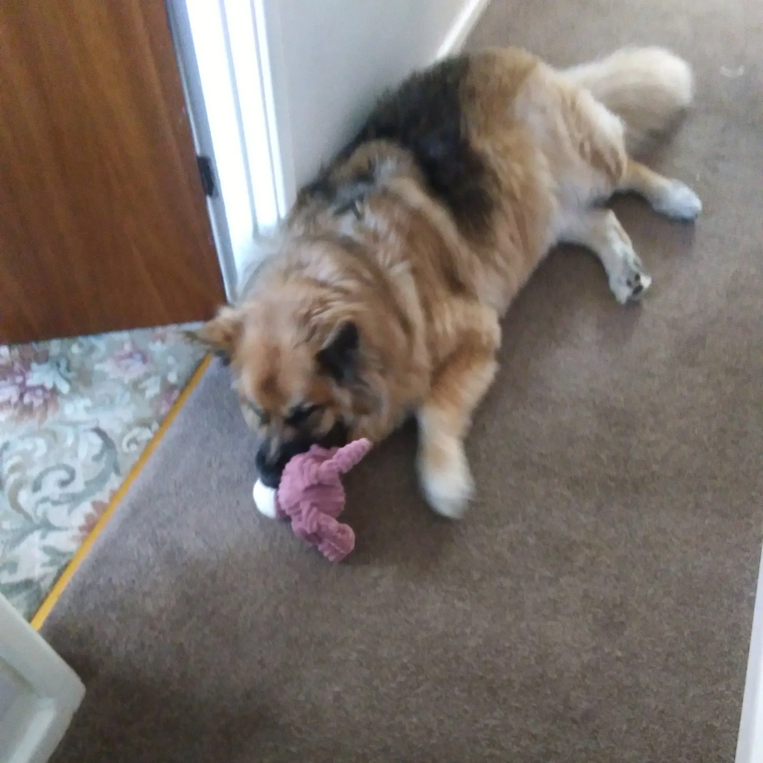 German Shepherd Dog