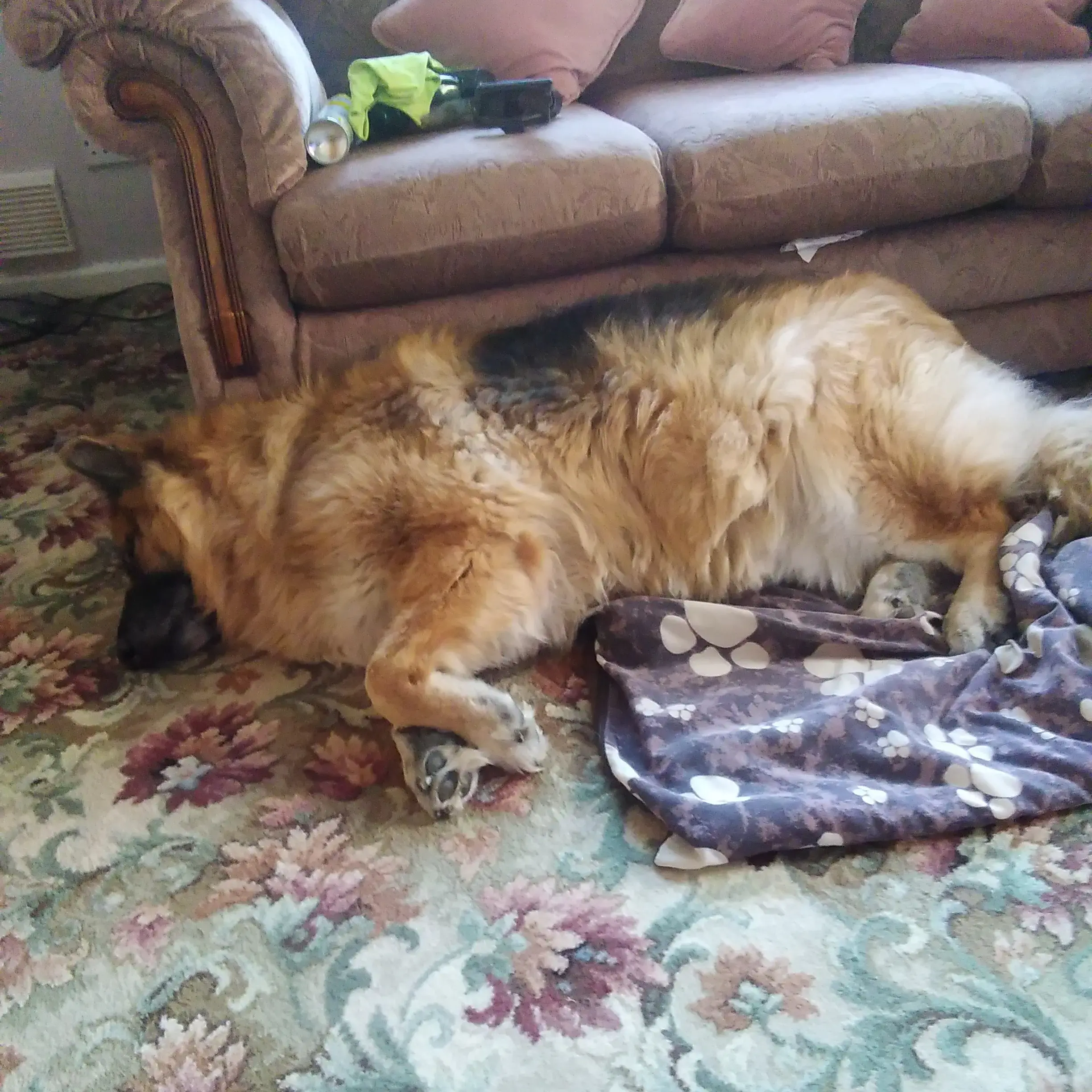 German Shepherd Dog