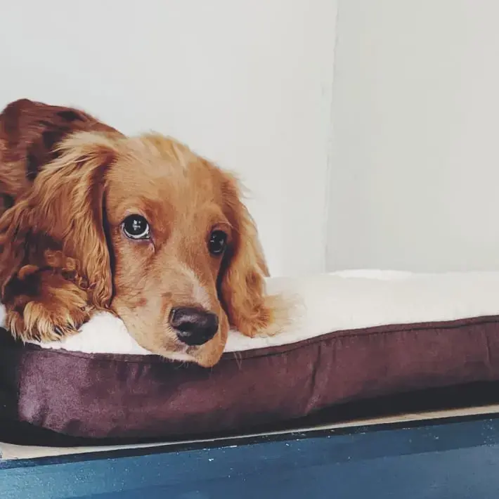 Cocker Spaniel (English)