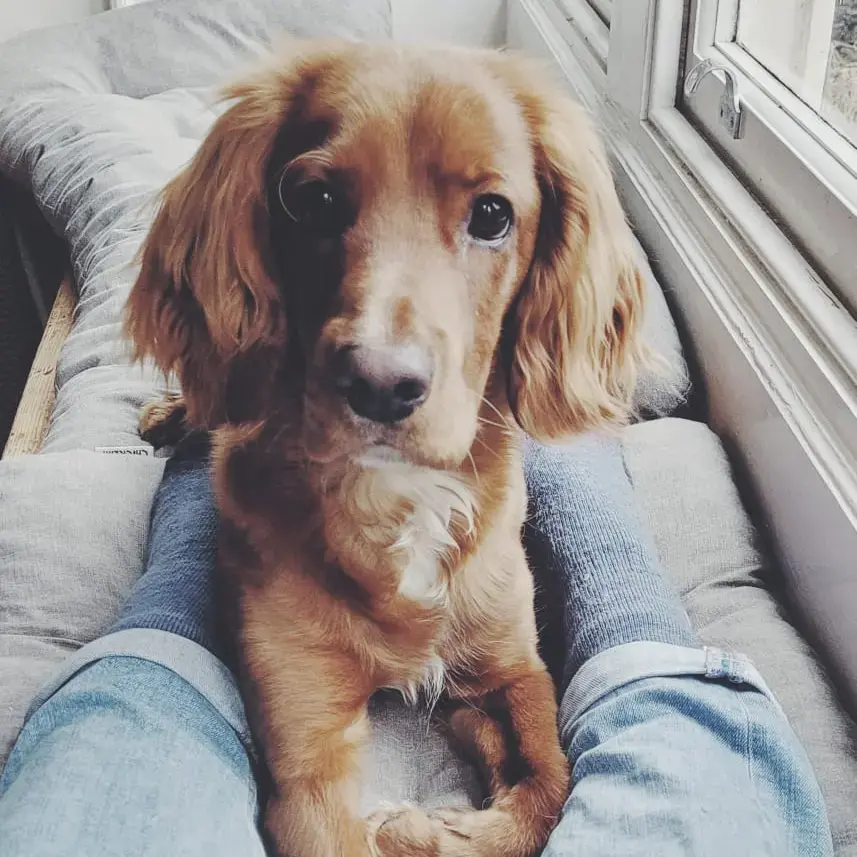 Cocker Spaniel (English)