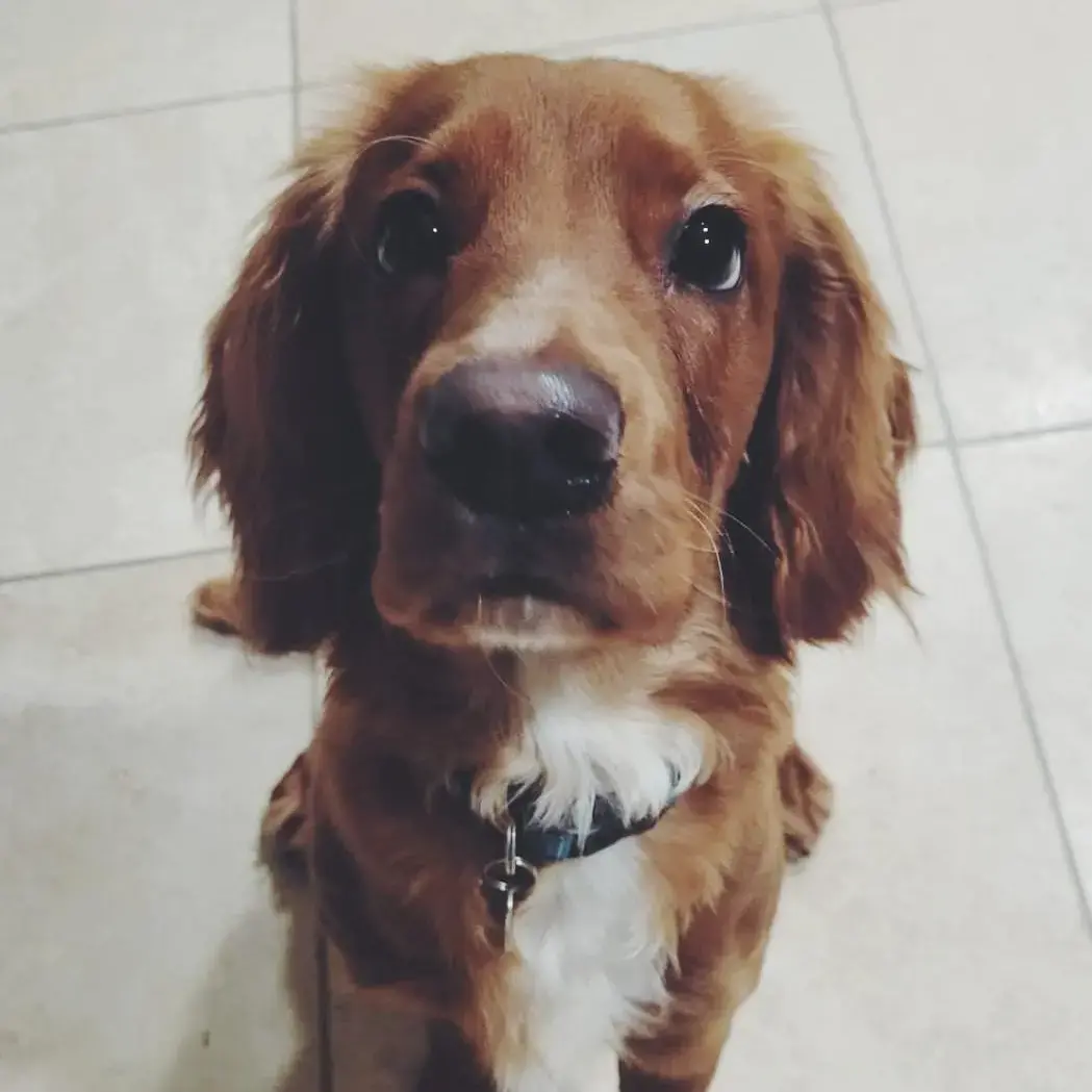 Cocker Spaniel (English)