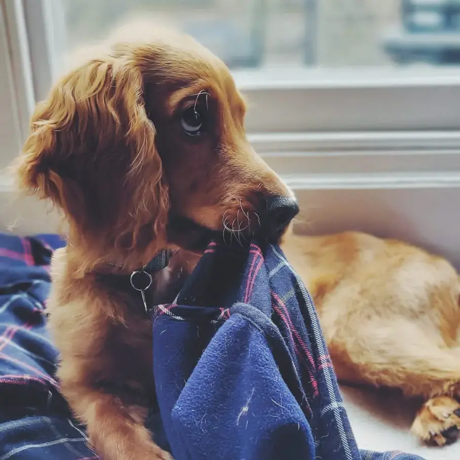 Cocker Spaniel (English)