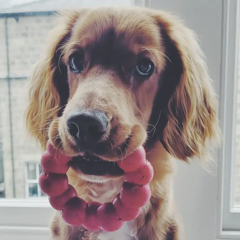 Cocker Spaniel (English)