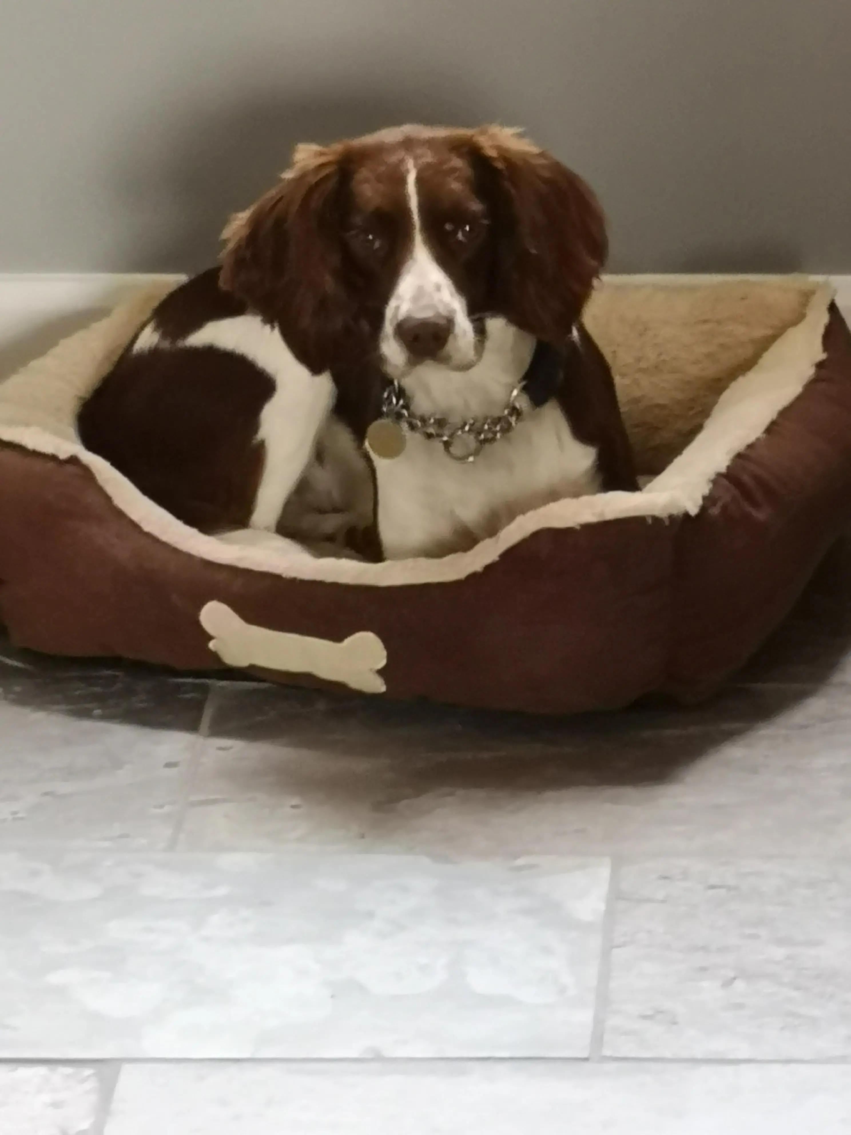 English Springer Spaniel