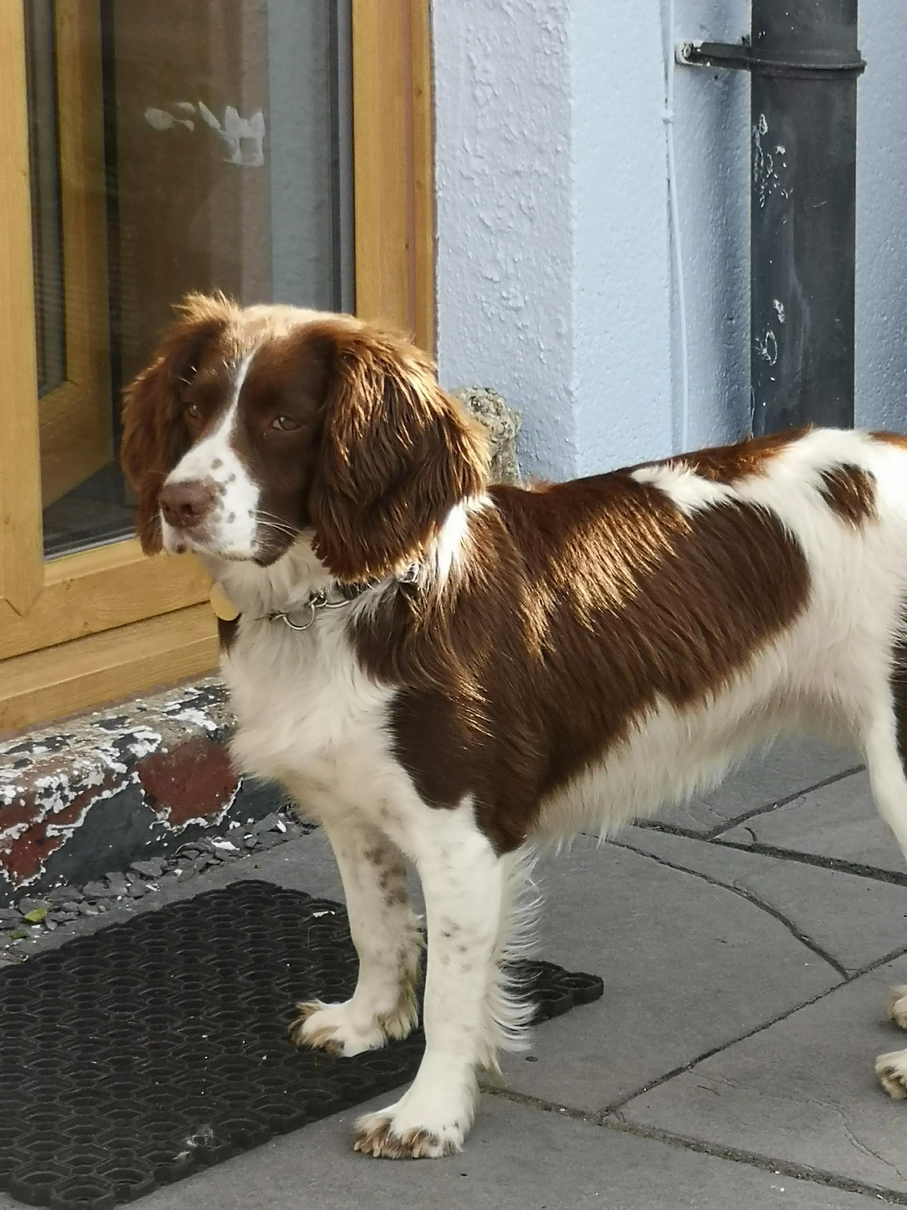 English Springer Spaniel