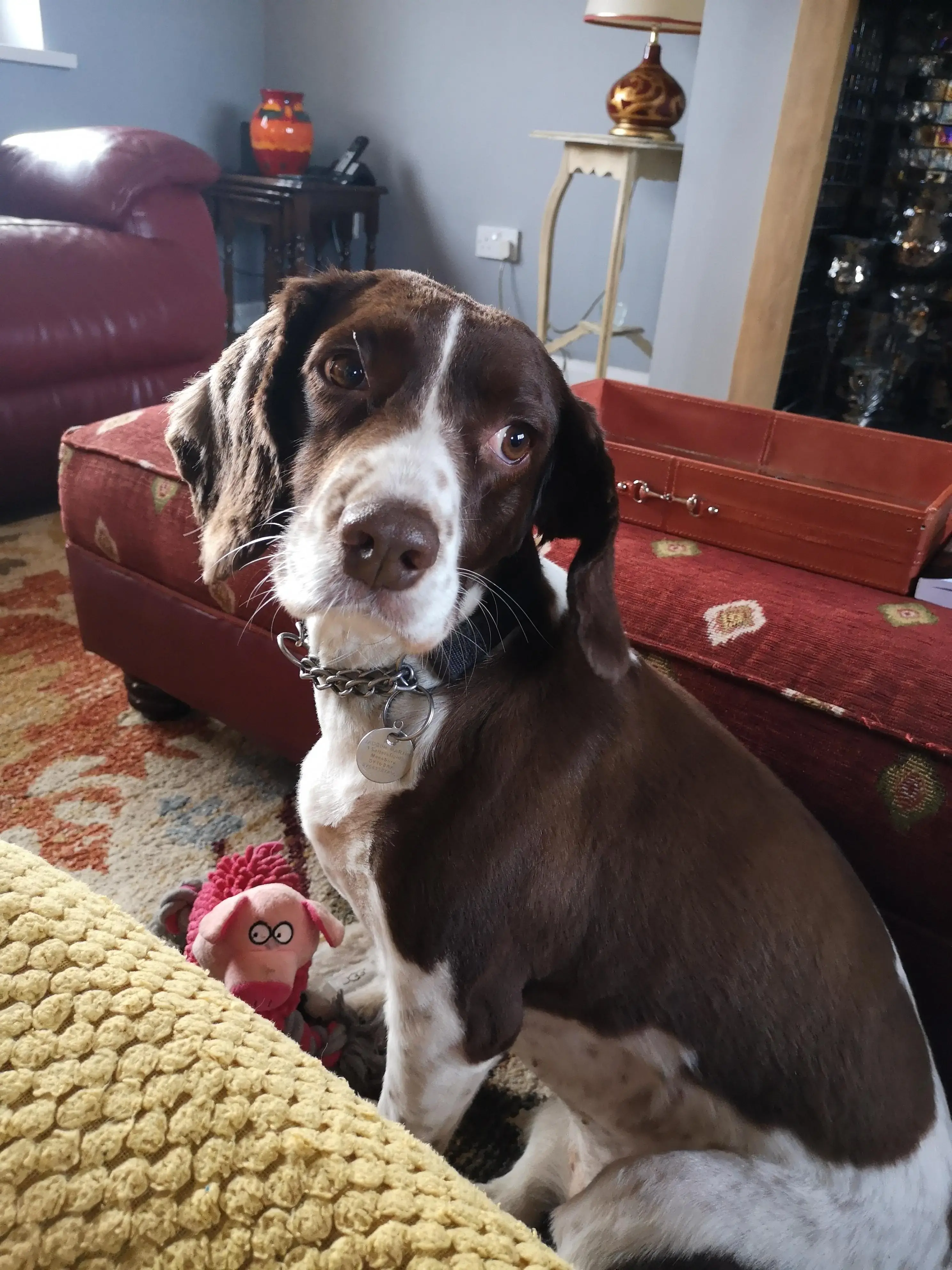 English Springer Spaniel