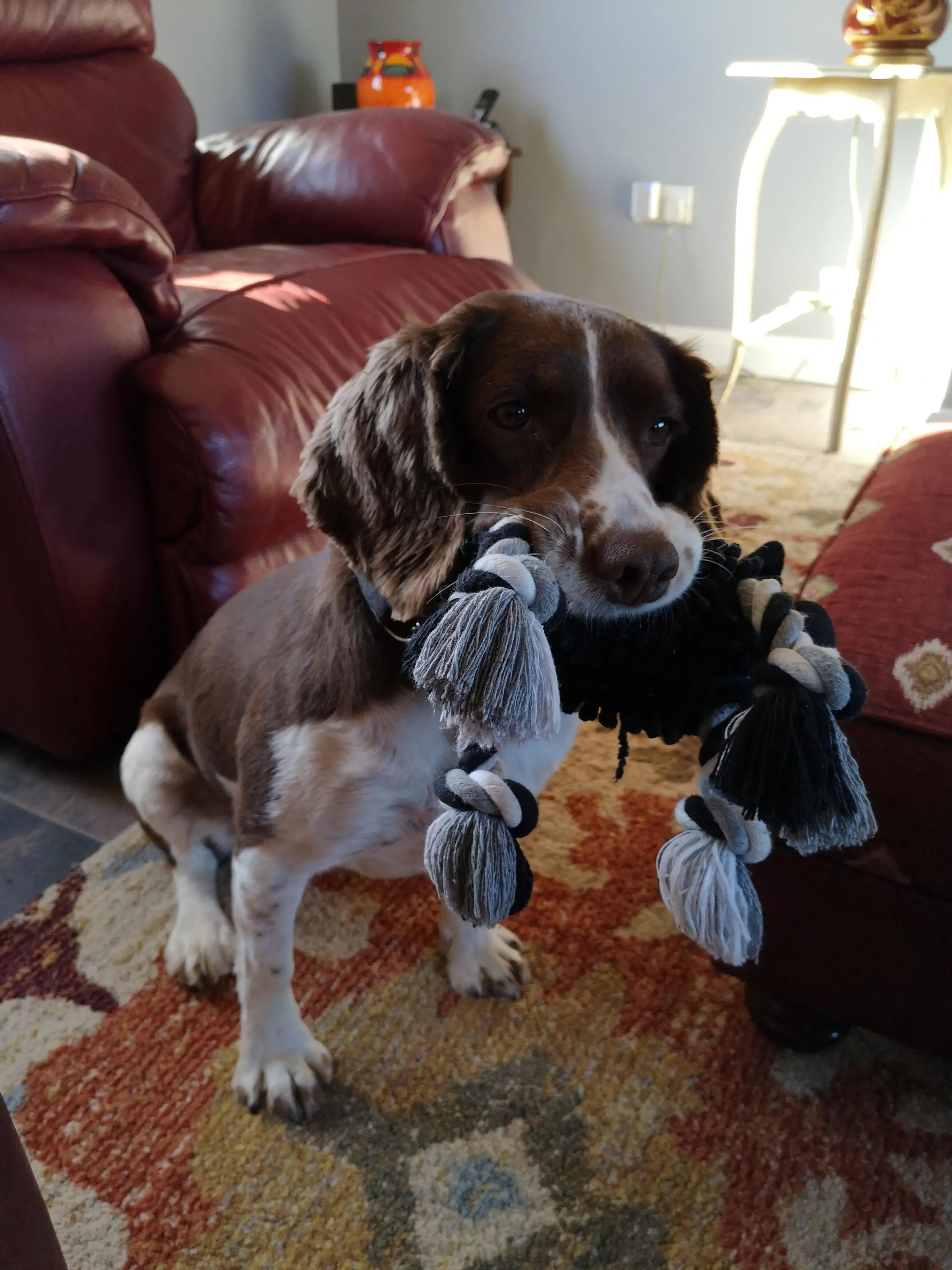 English Springer Spaniel