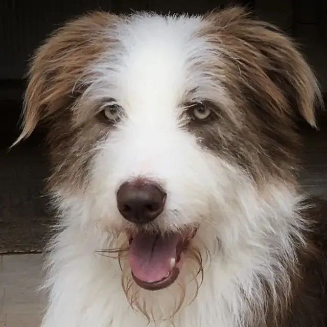 Lurcher