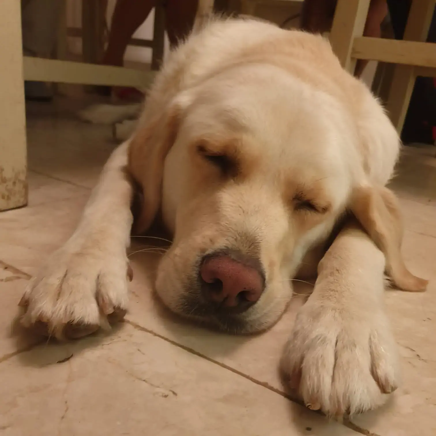 Labrador Retriever
