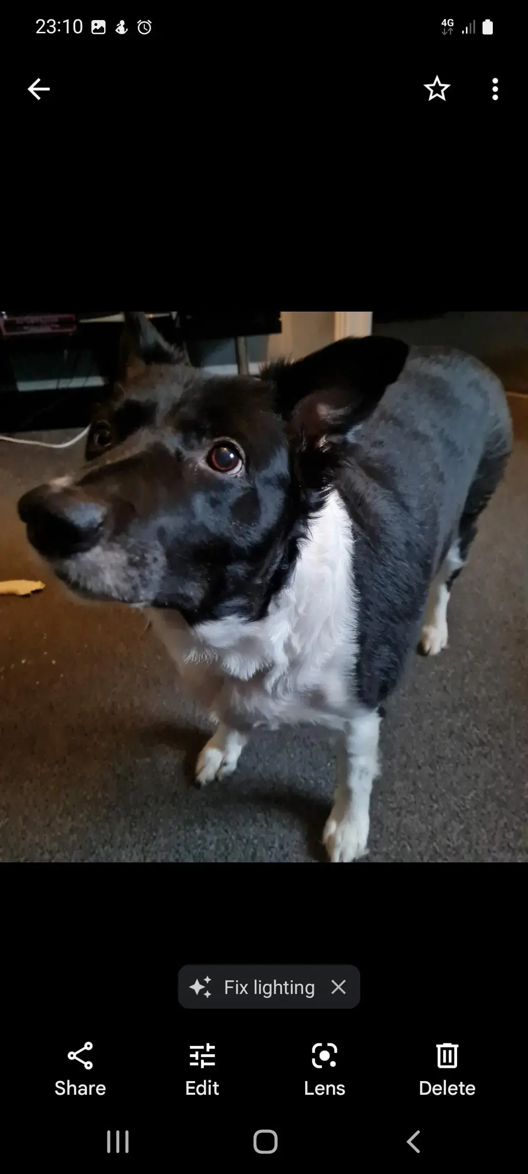 Border Collie