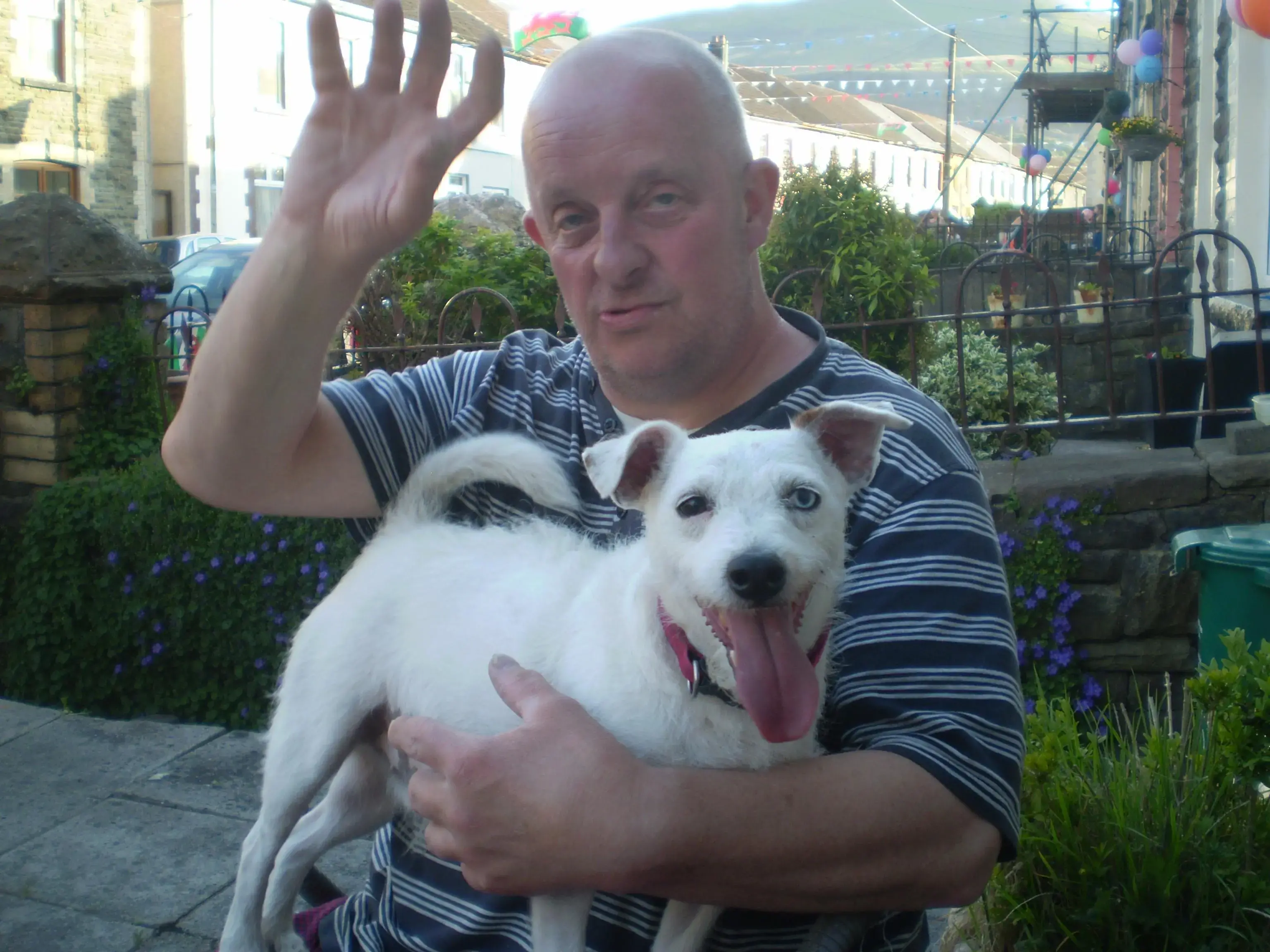 Jack Russell Terrier