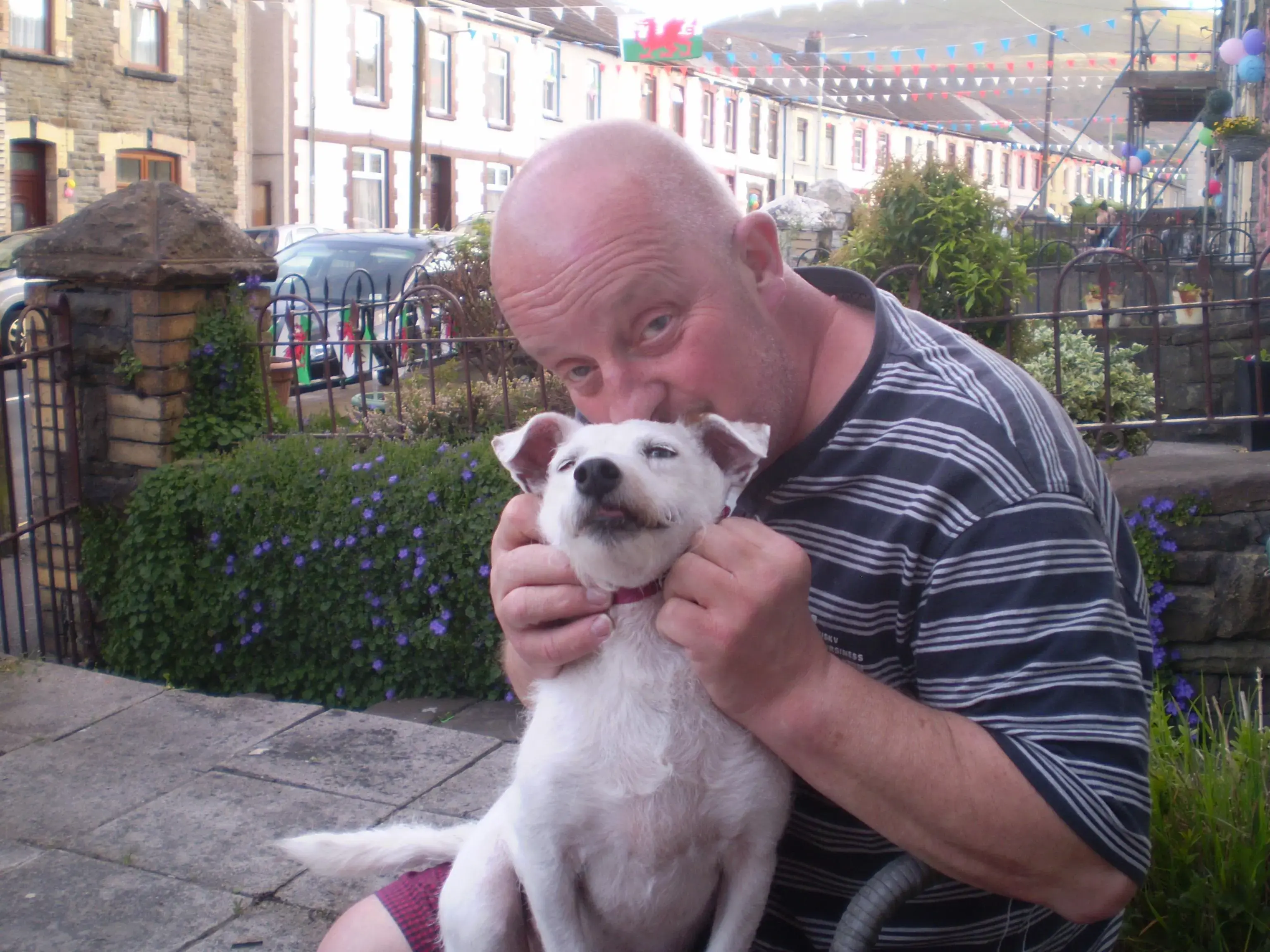Jack Russell Terrier