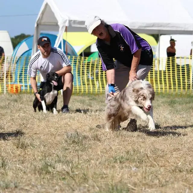 Border Collie