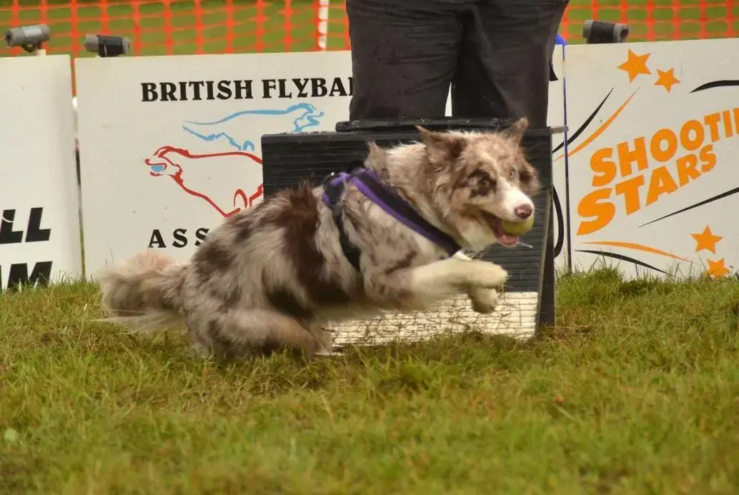 Border Collie