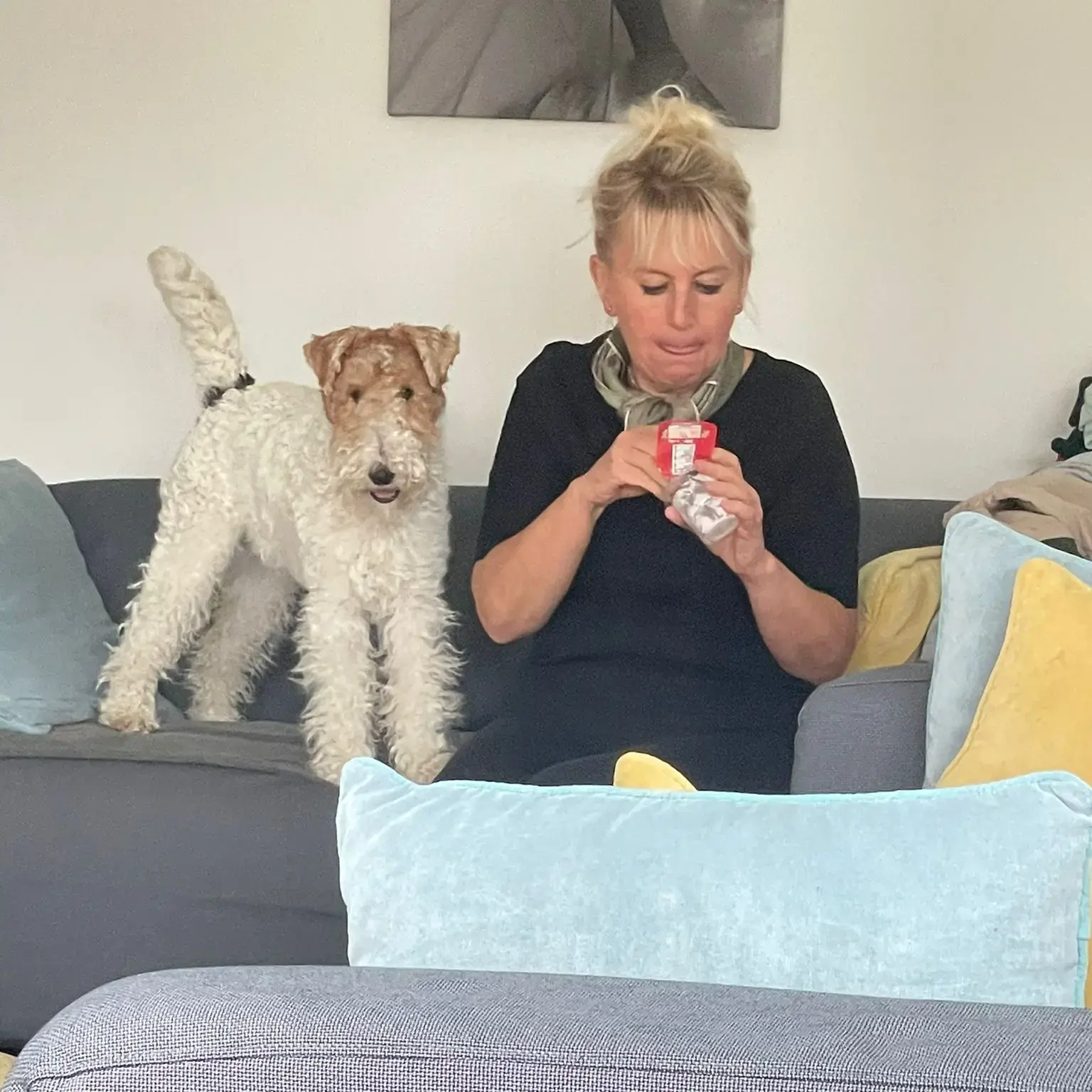 Fox Terrier Wire Coat