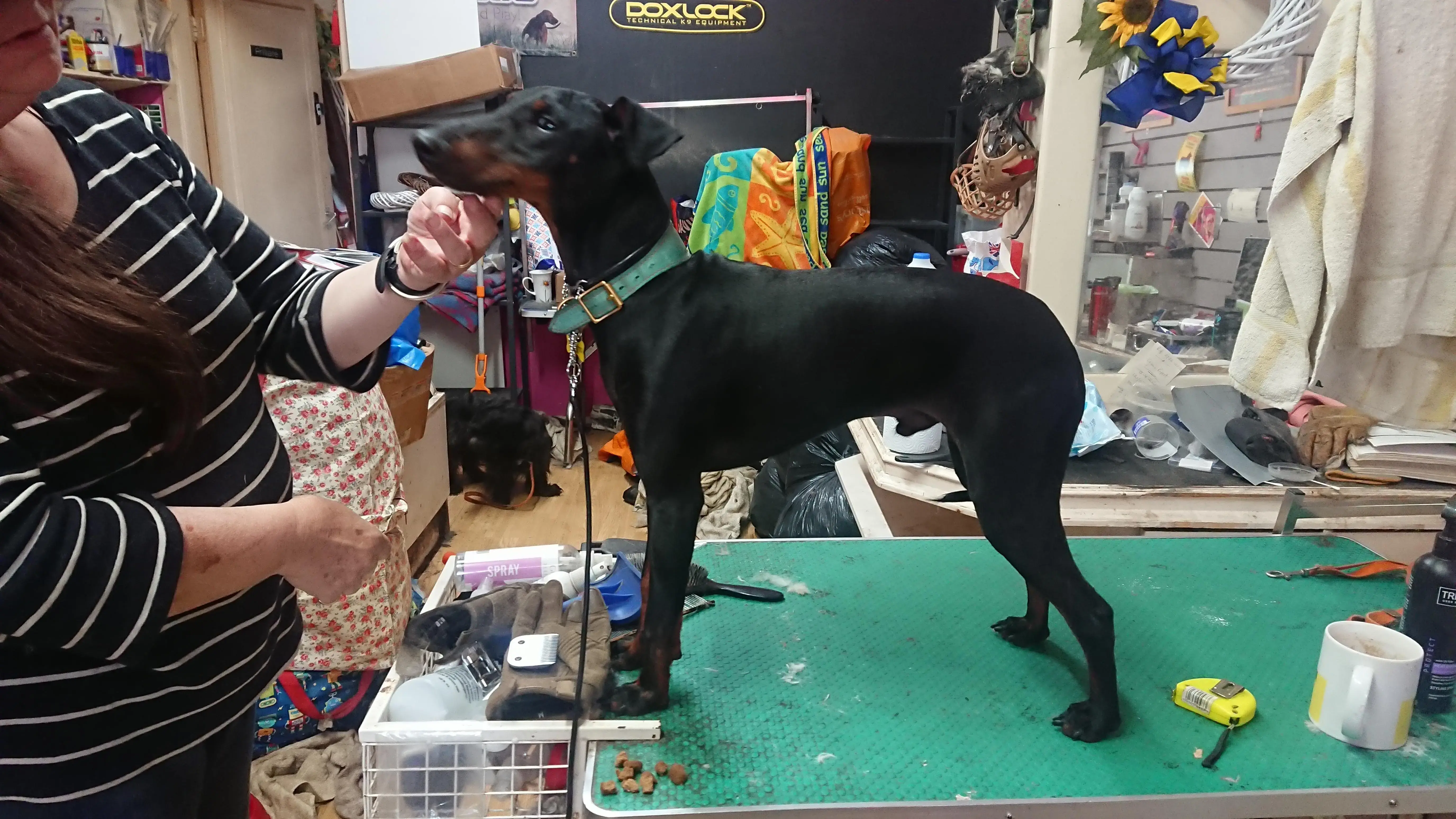 Manchester Terrier