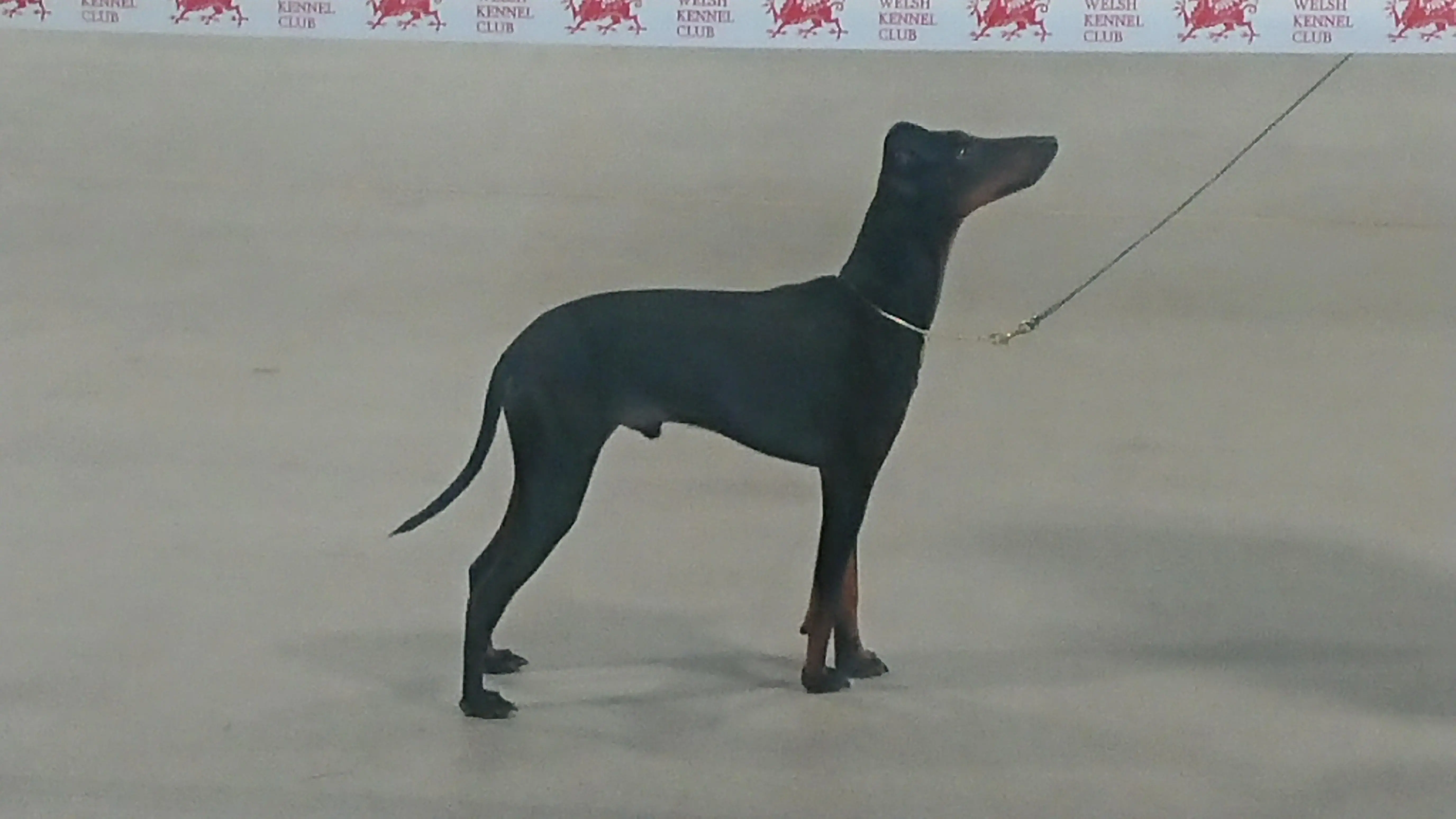 Manchester Terrier