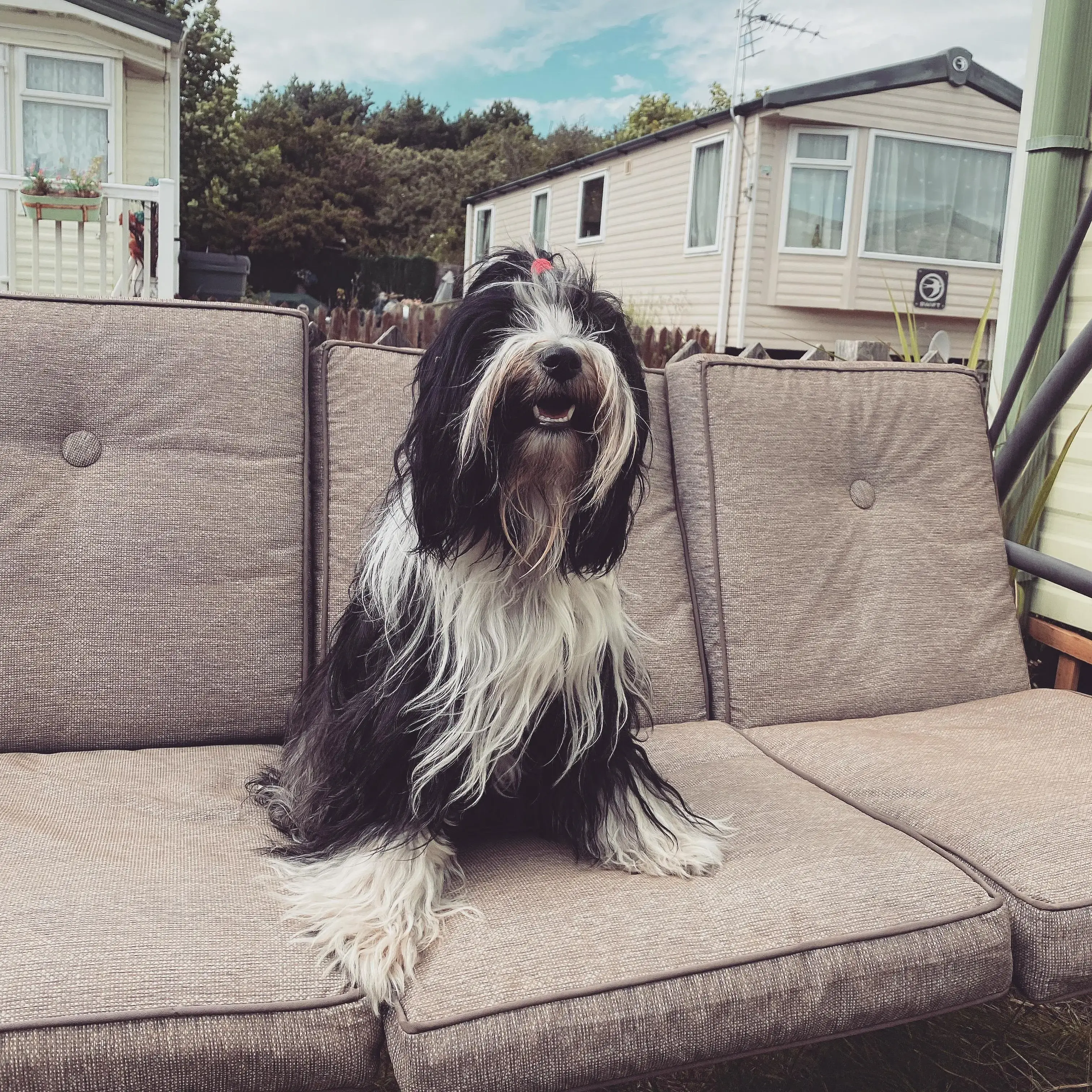 Tibetan Terrier