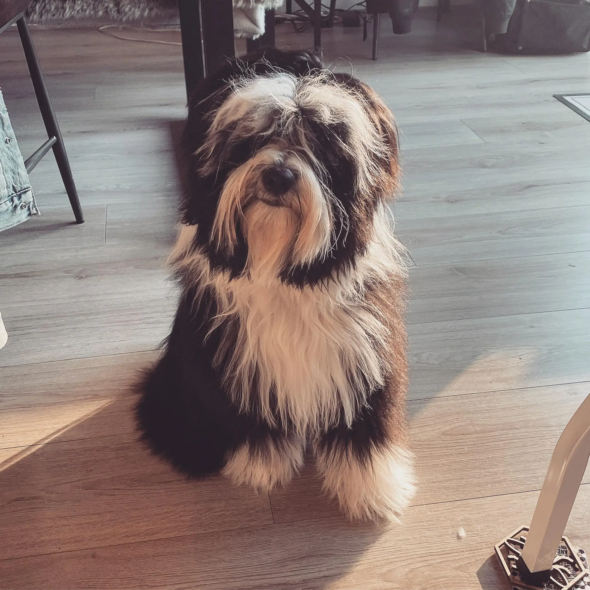 Tibetan Terrier
