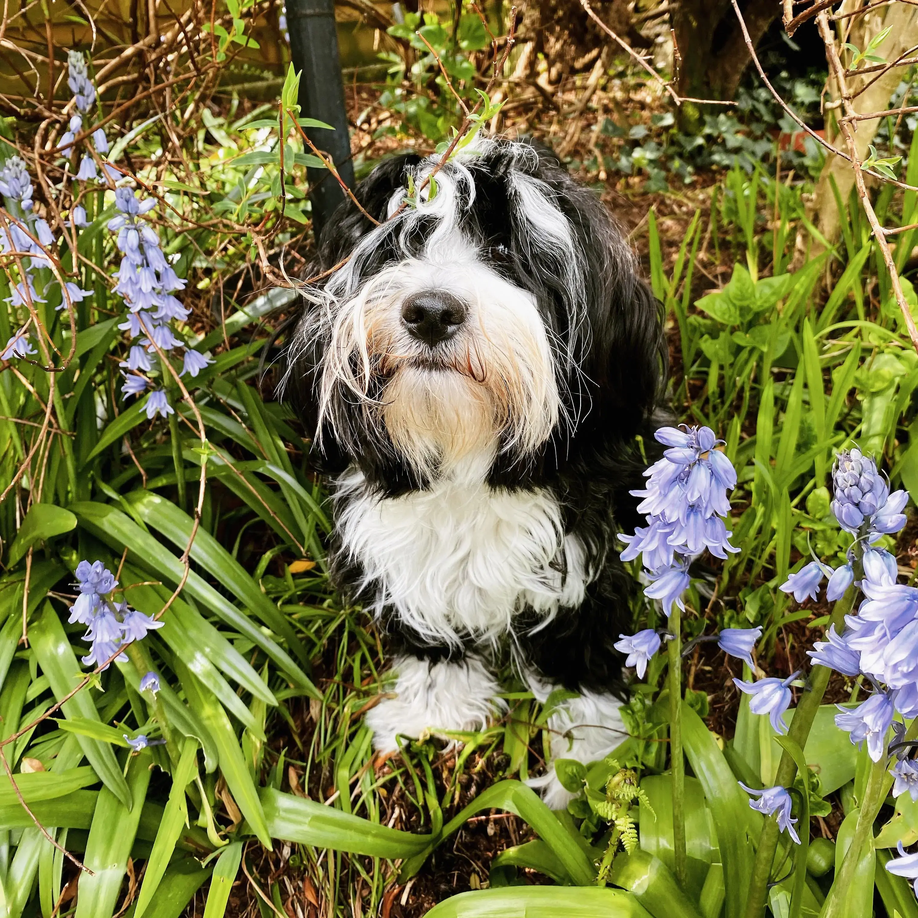 Tibetan Terrier