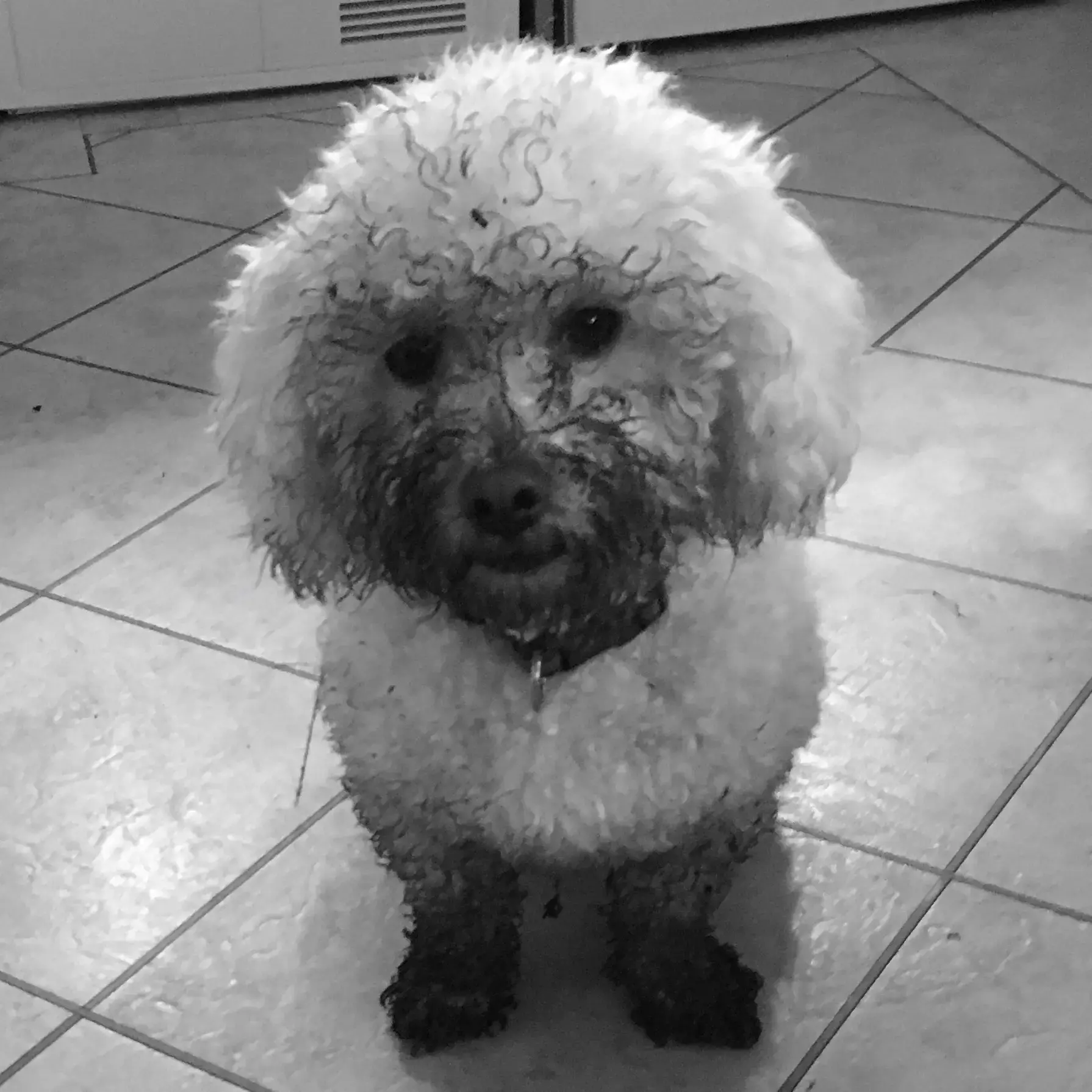 Bichon Frise