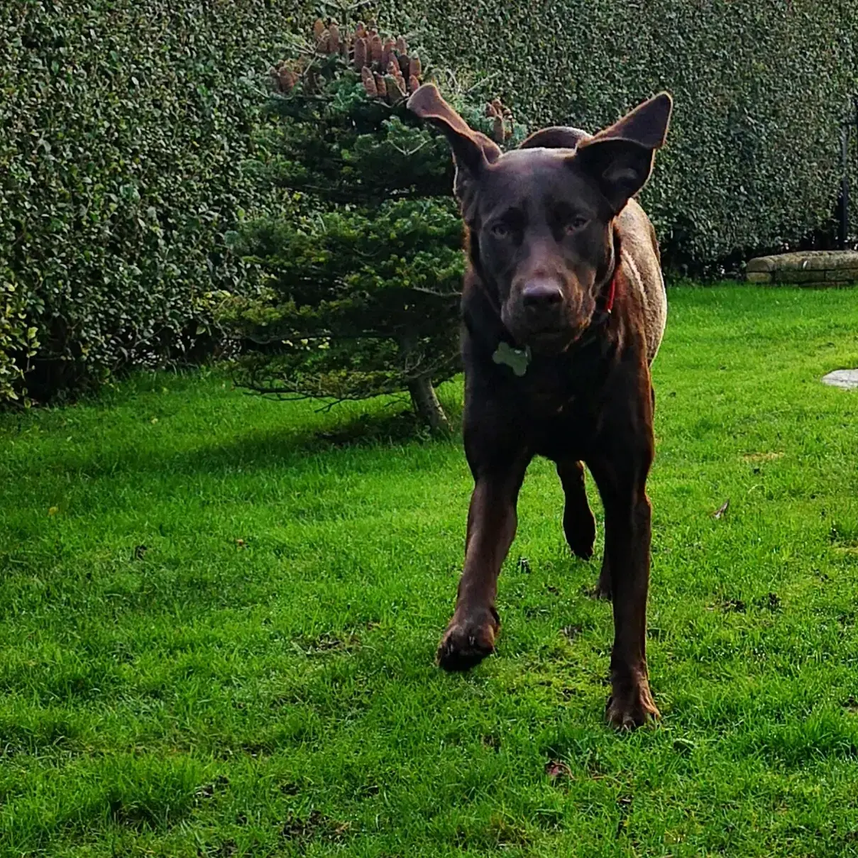 Labrador Retriever