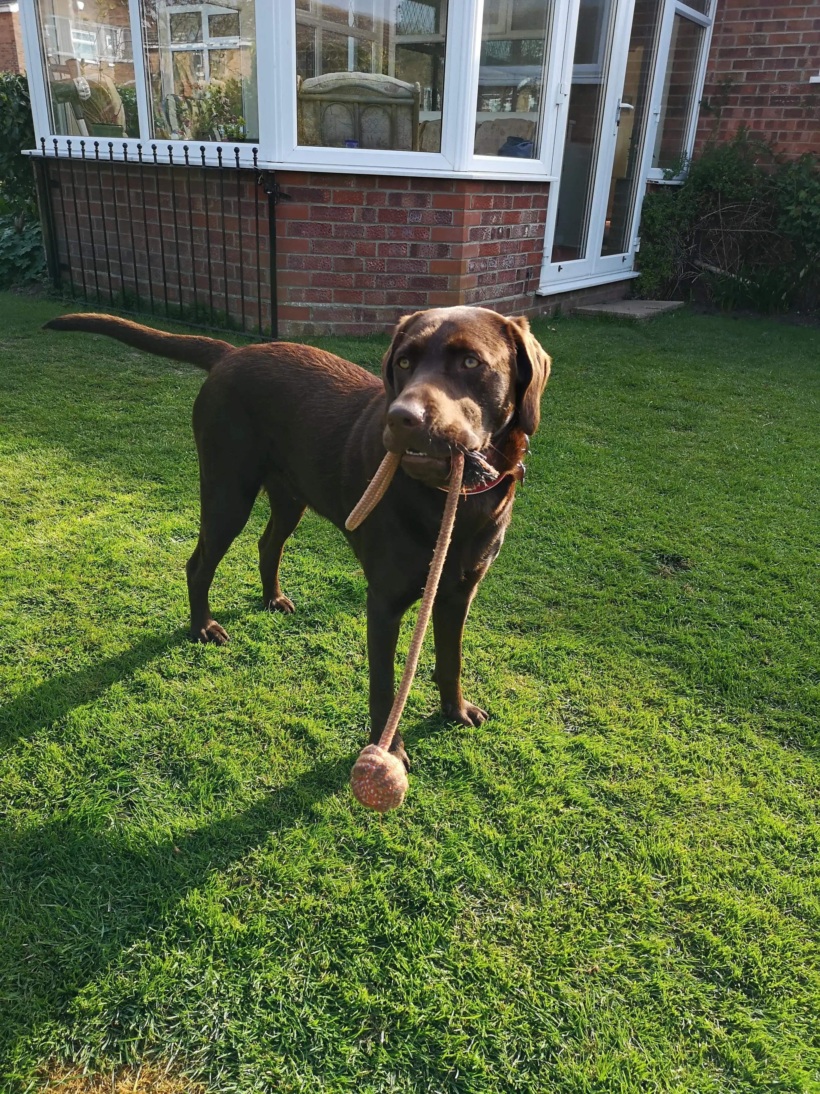 Labrador Retriever