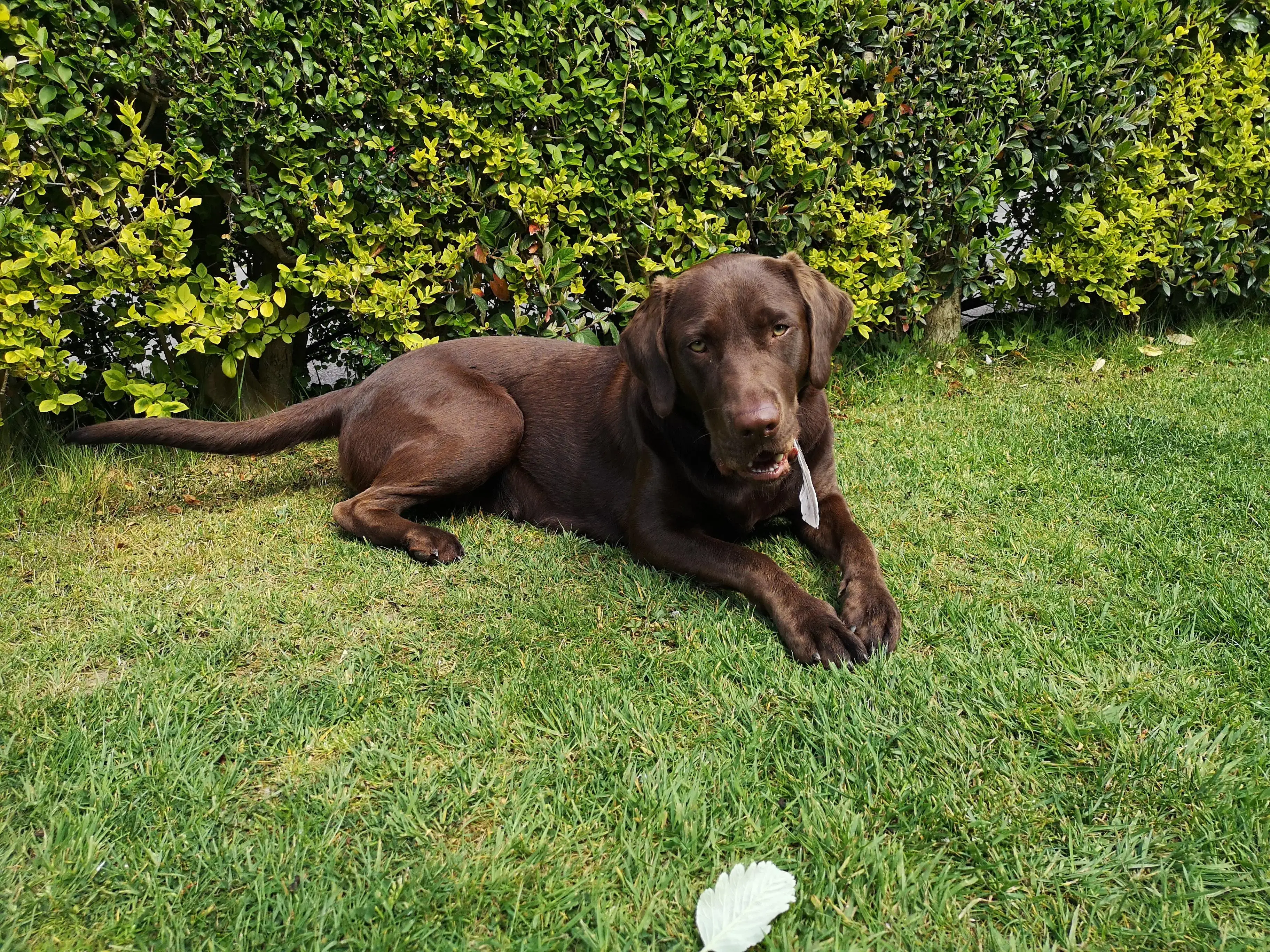 Labrador Retriever